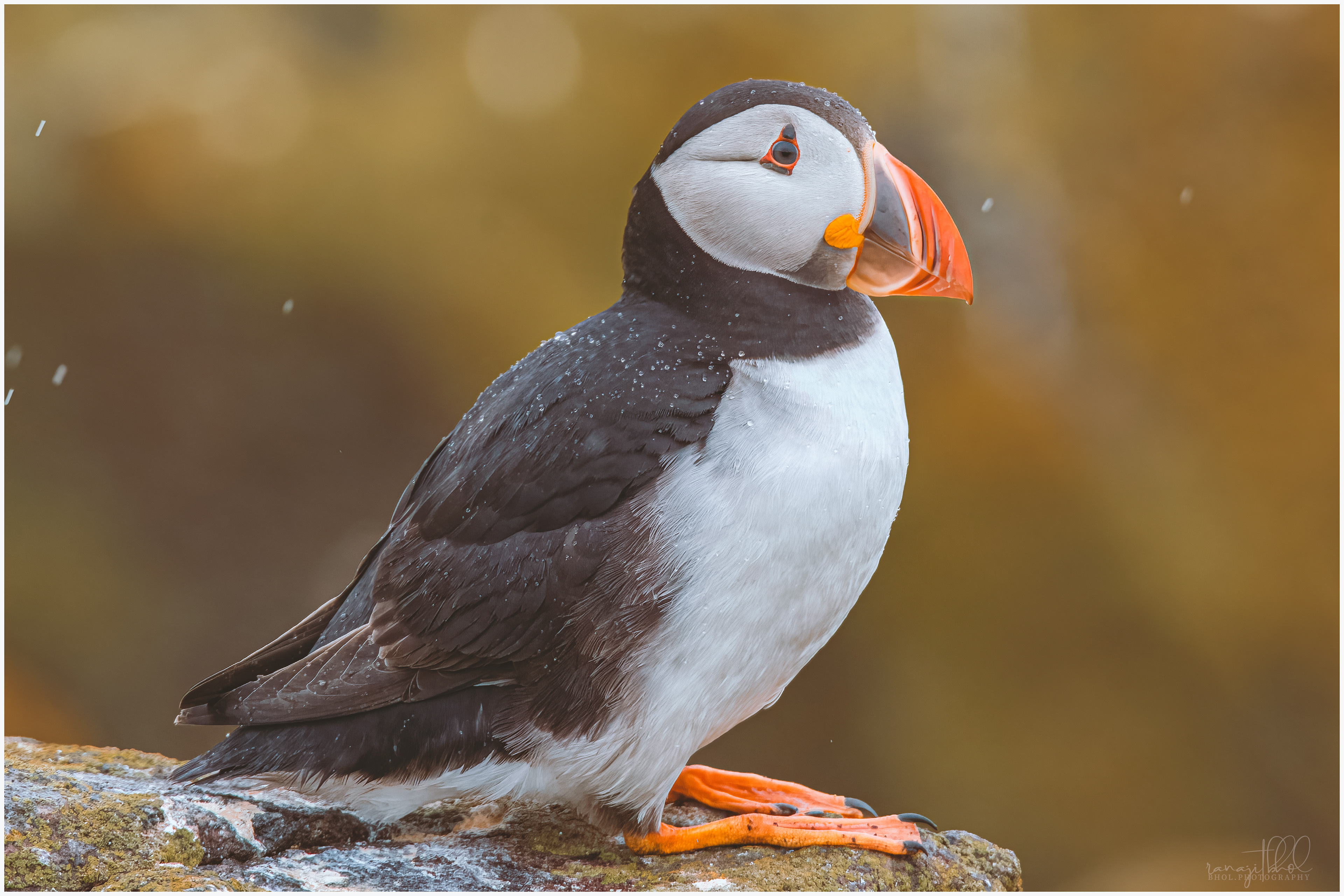 Atlantic puffin, Isle of May, Scotland