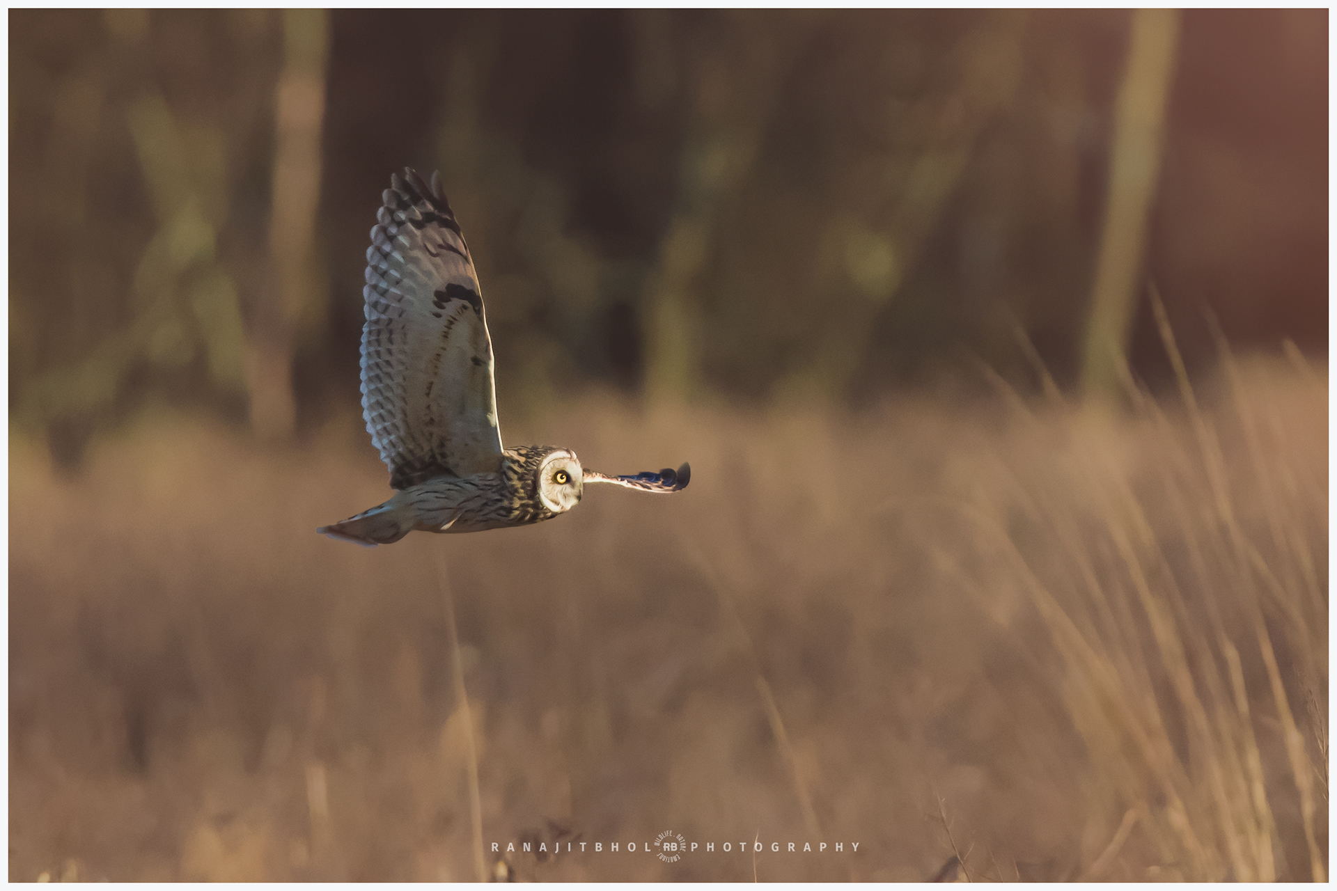 Short Eared Owl 