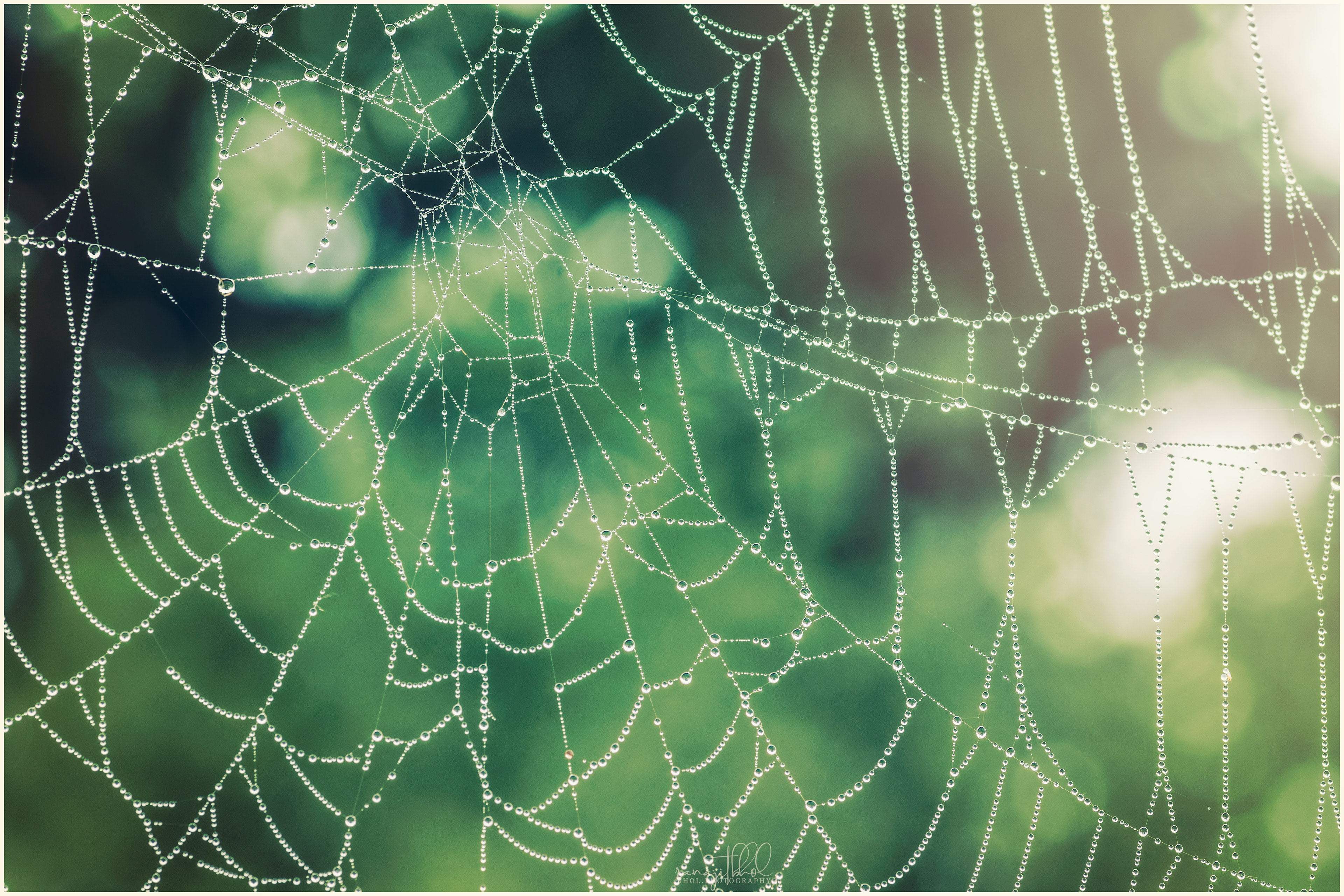 Pearls of Nature - designer spider webs