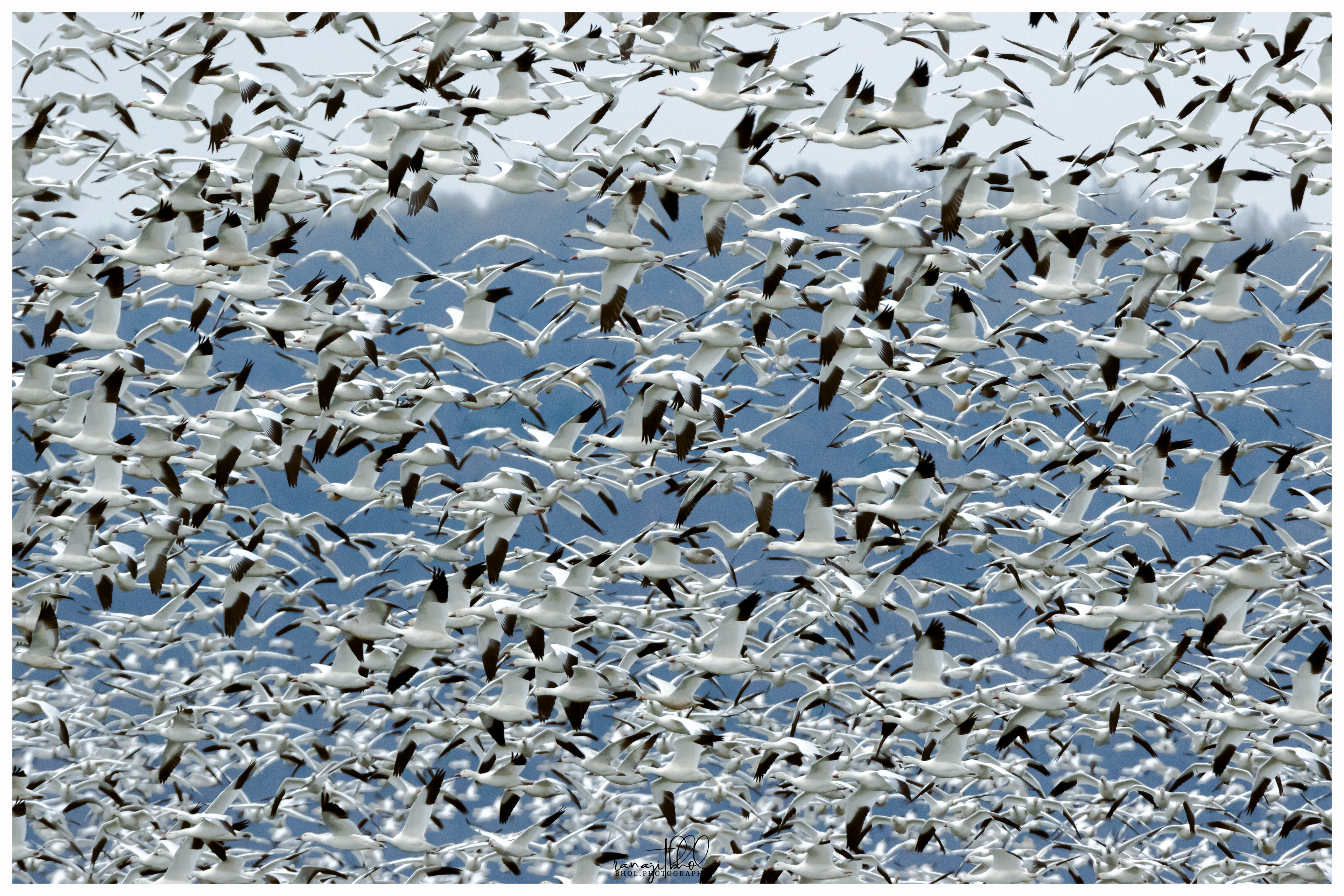 Snow Geese Migration at Middle Creek, PA