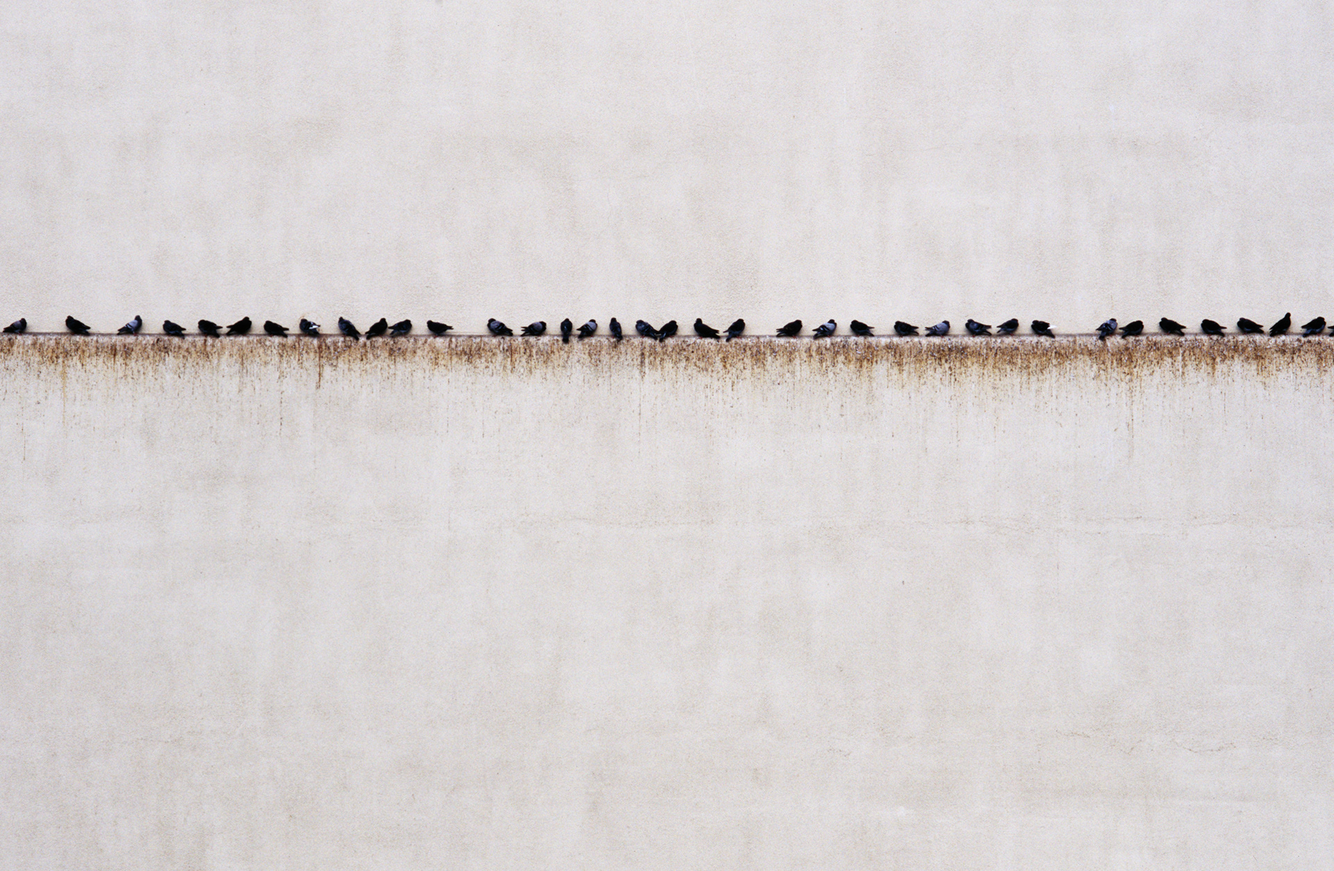 An Orderly Arrangement of Pigeons, Manhattan Beach, California