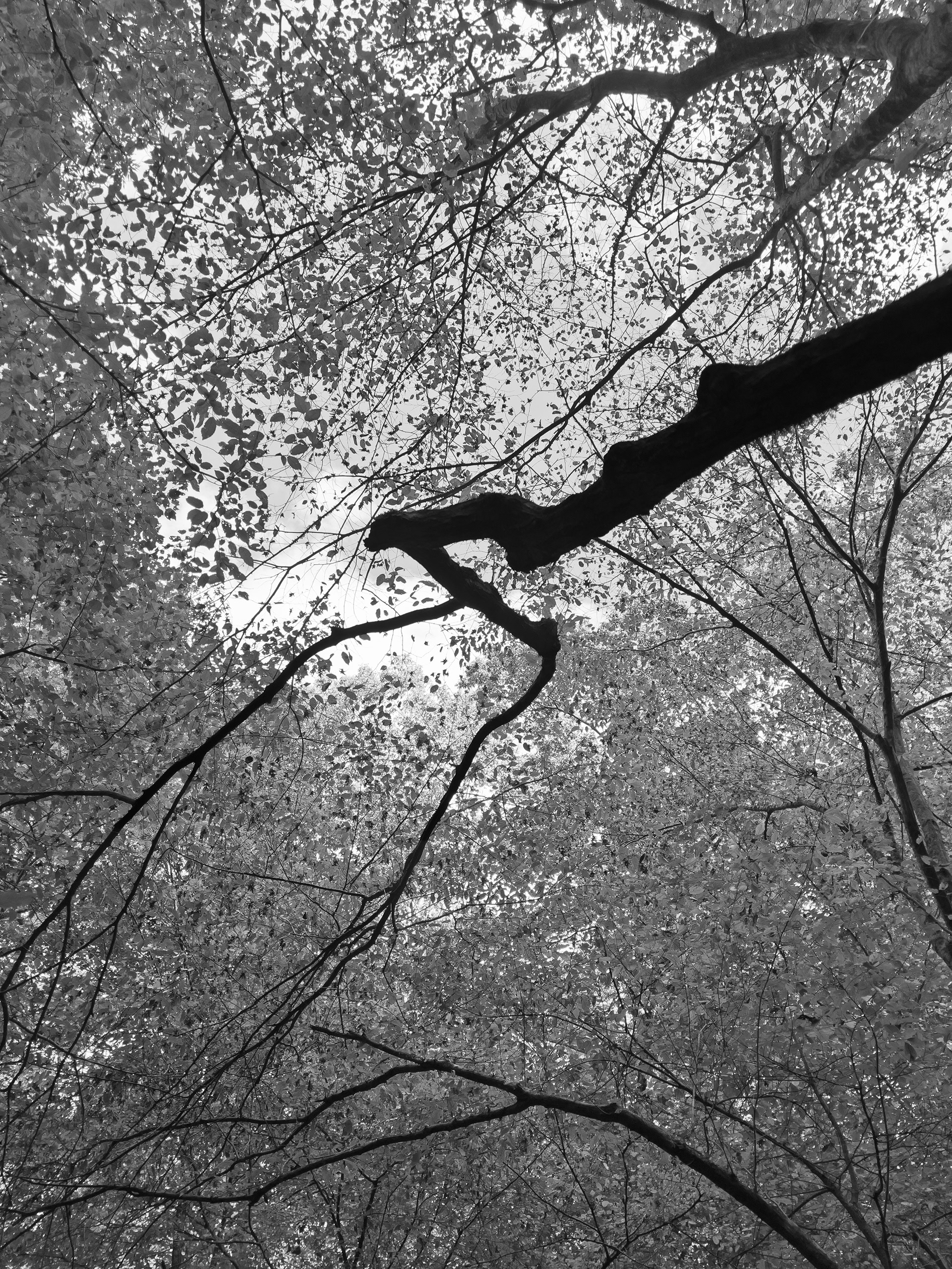 Off the Gold Branch Trail, Atlanta
