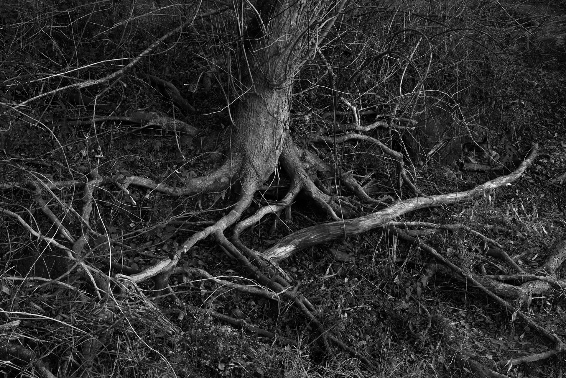 Complex Landscape, Chattahoochee River, Atlanta Georgia