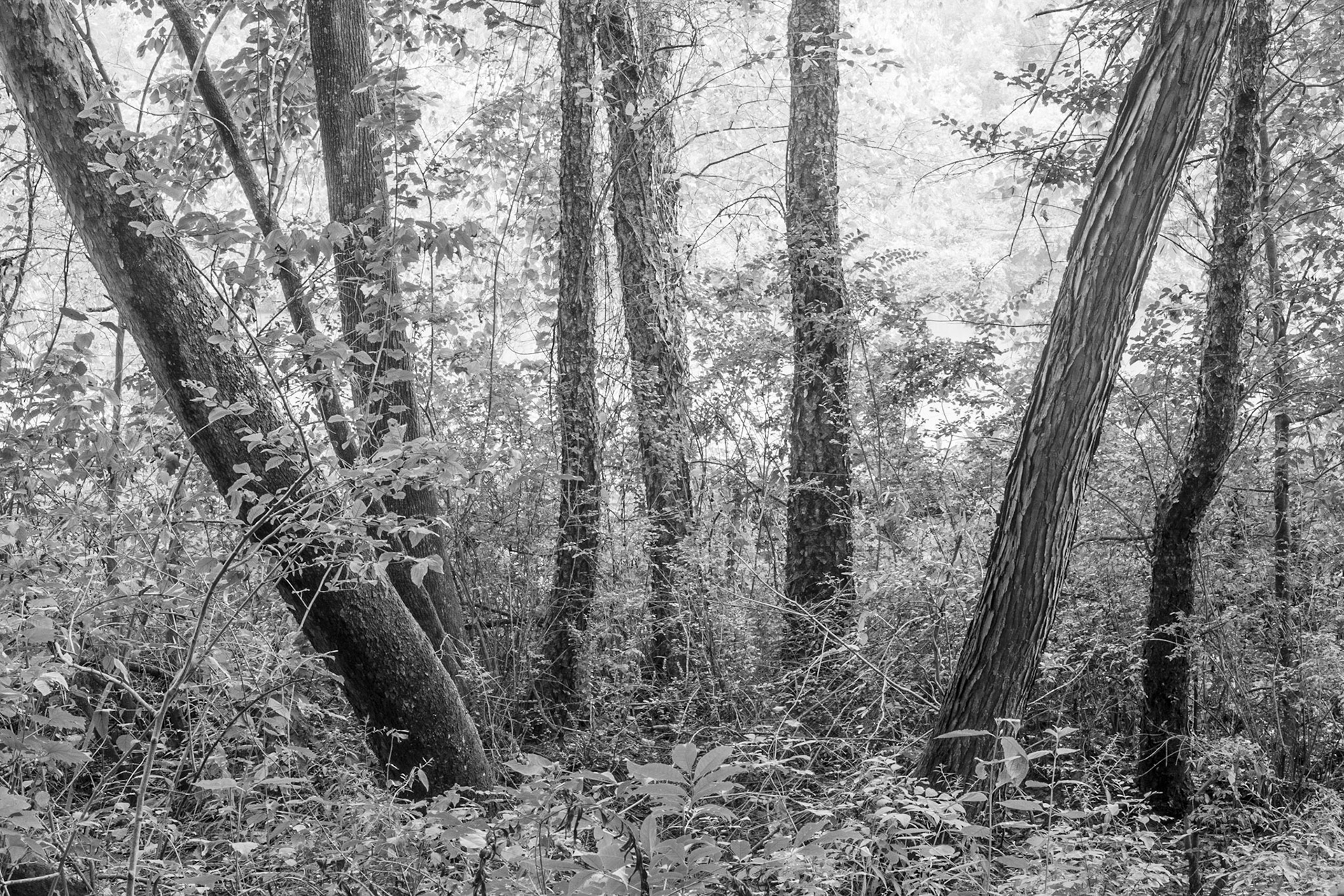 Complex Landscape, Chattahoochee River, Atlanta Georgia 2014