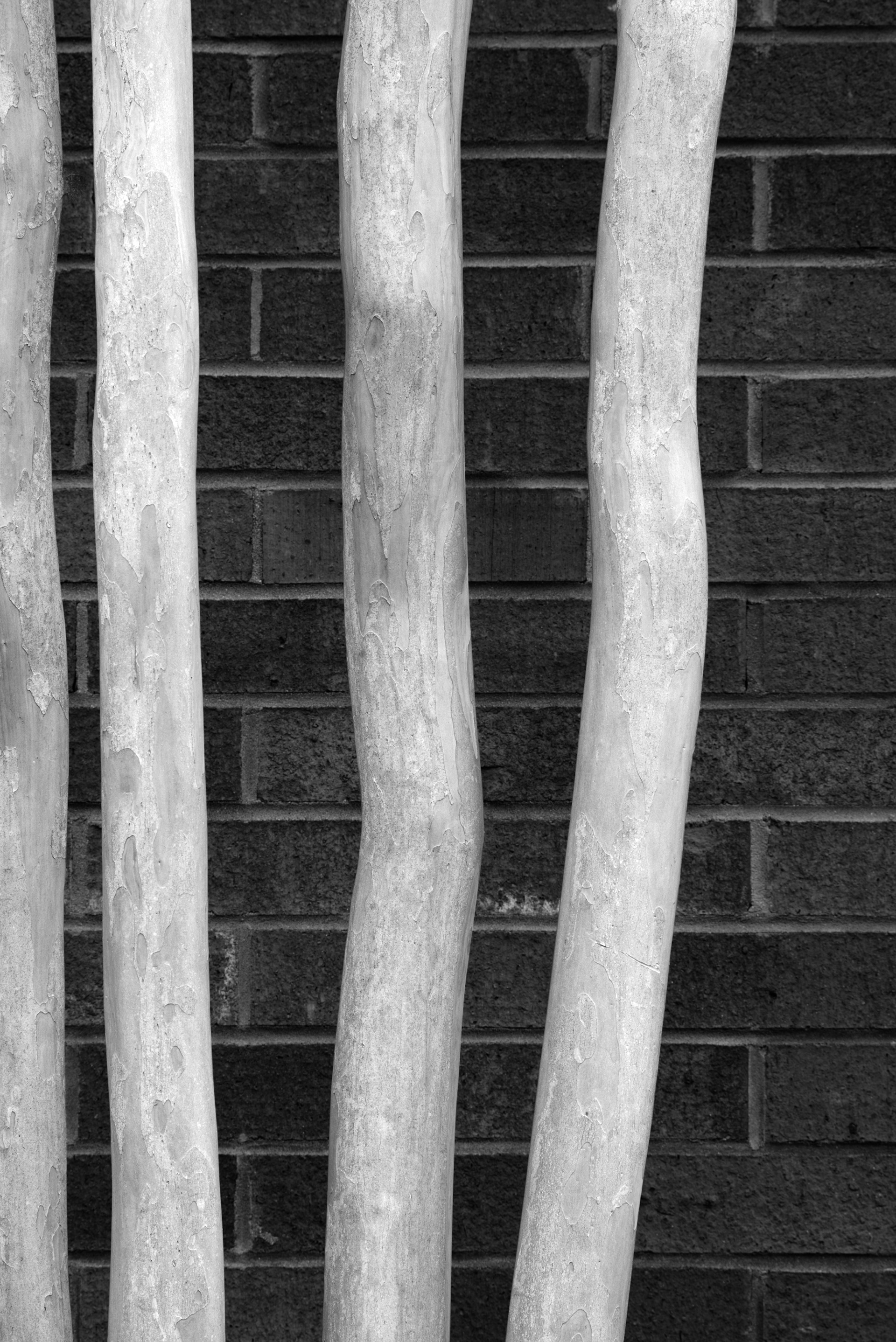 Ornamental trees, Stone Mountain GA