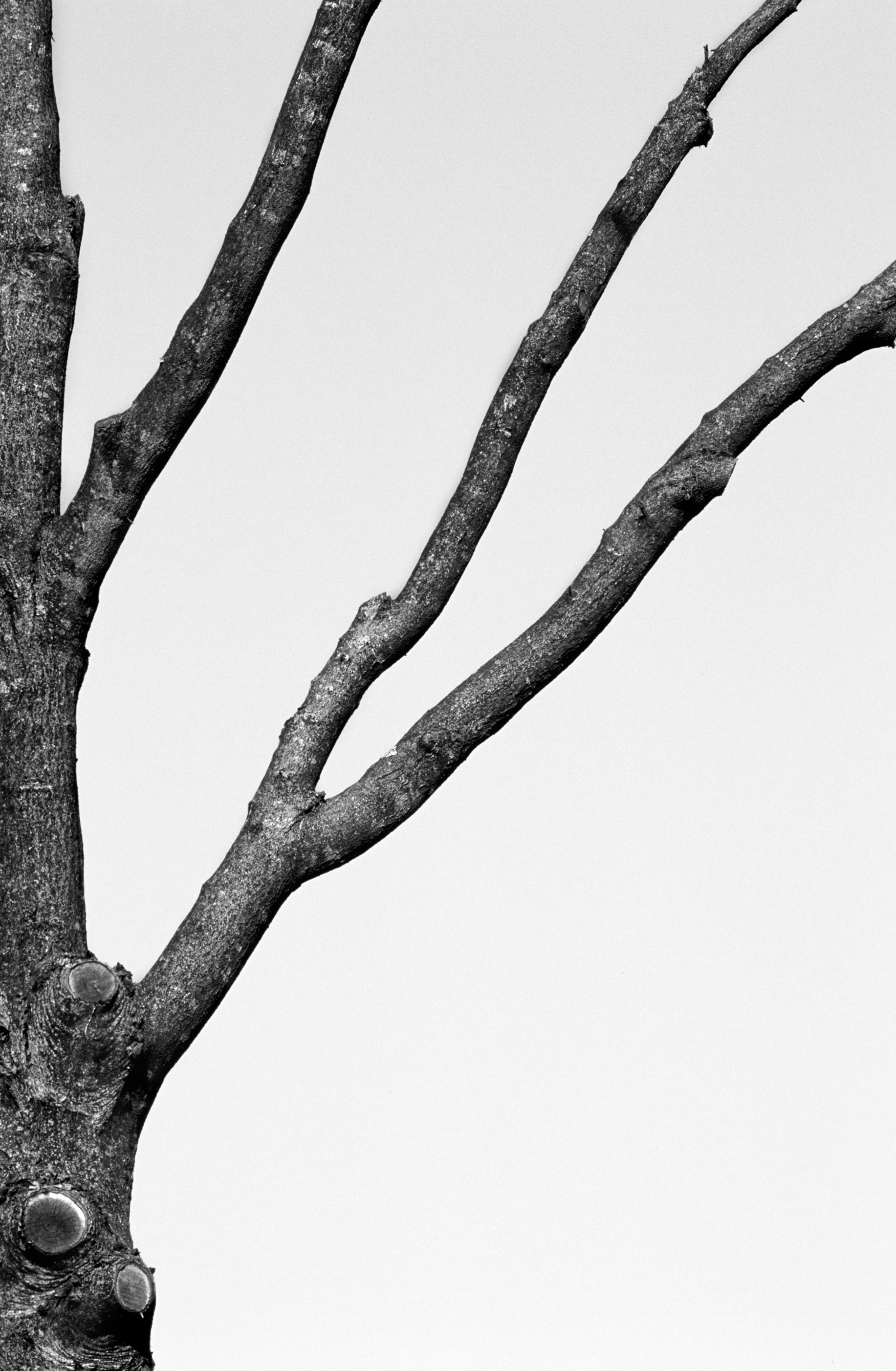 Suburban Landscape, Atlanta Georgia