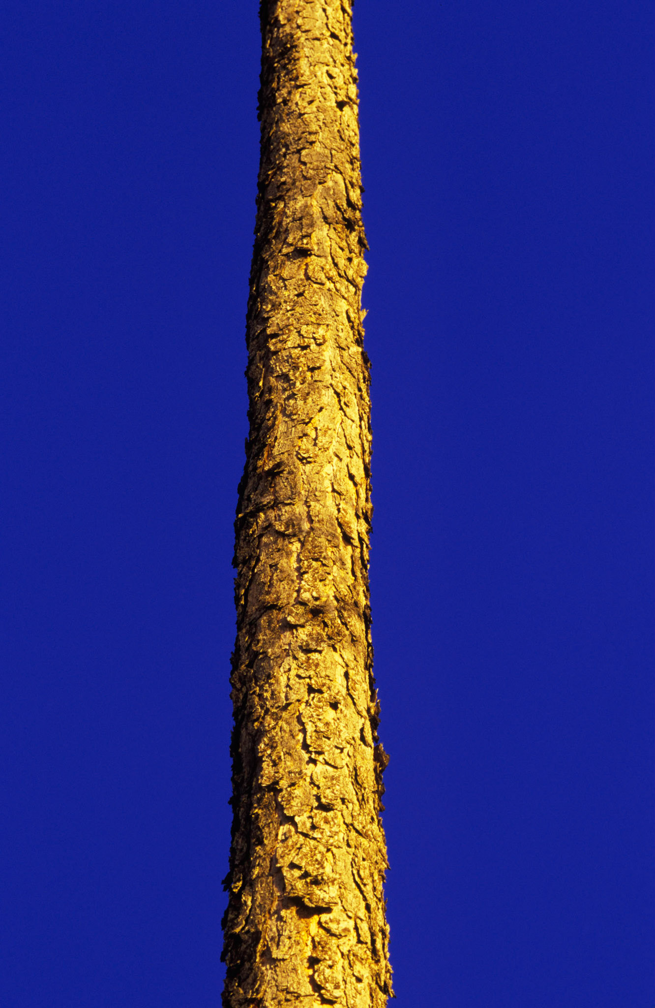 Pine Tree at Twilight, Atlanta Georgia 2007