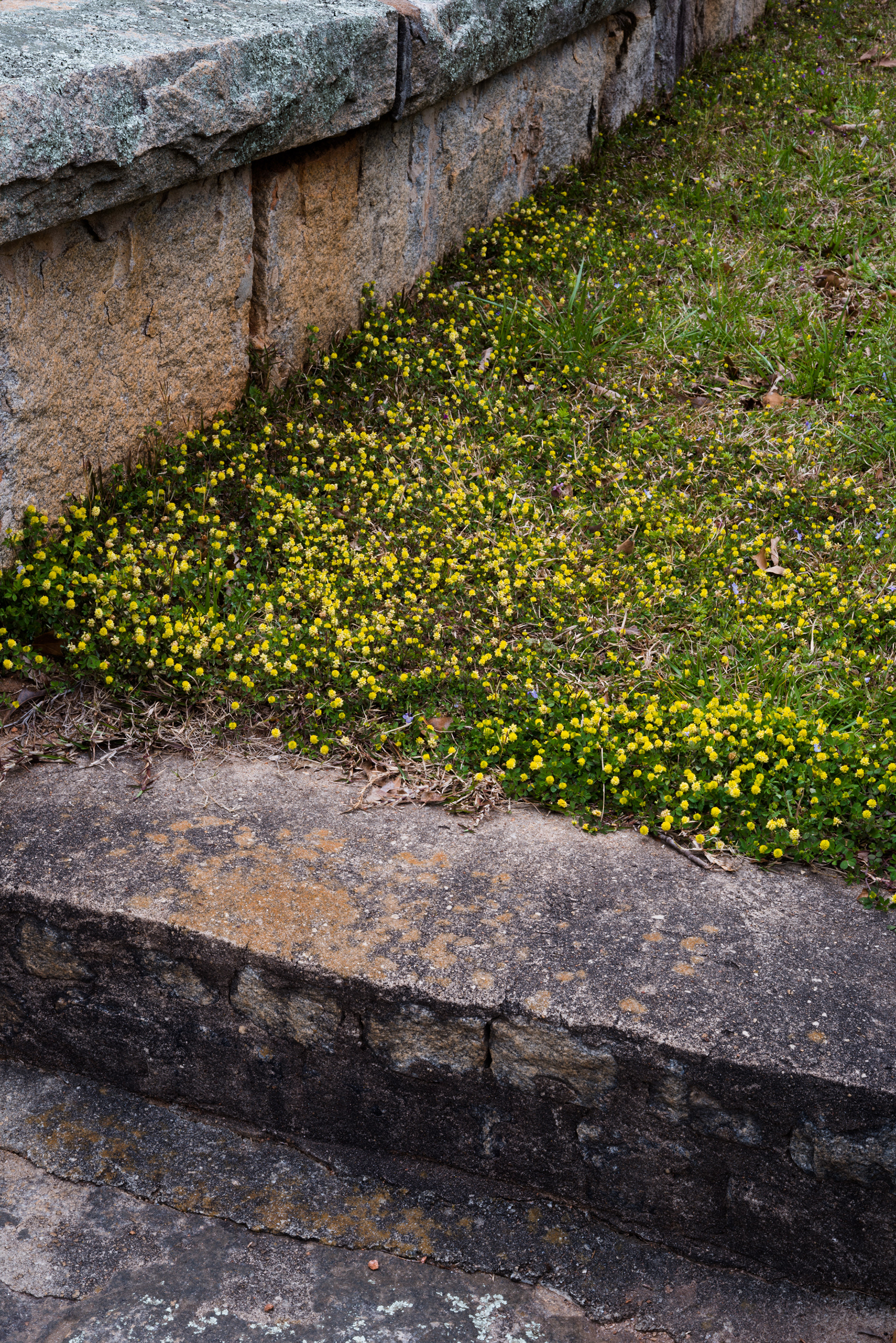 Clover Blossoms, Decatur Cemetery, Decatur Georgia