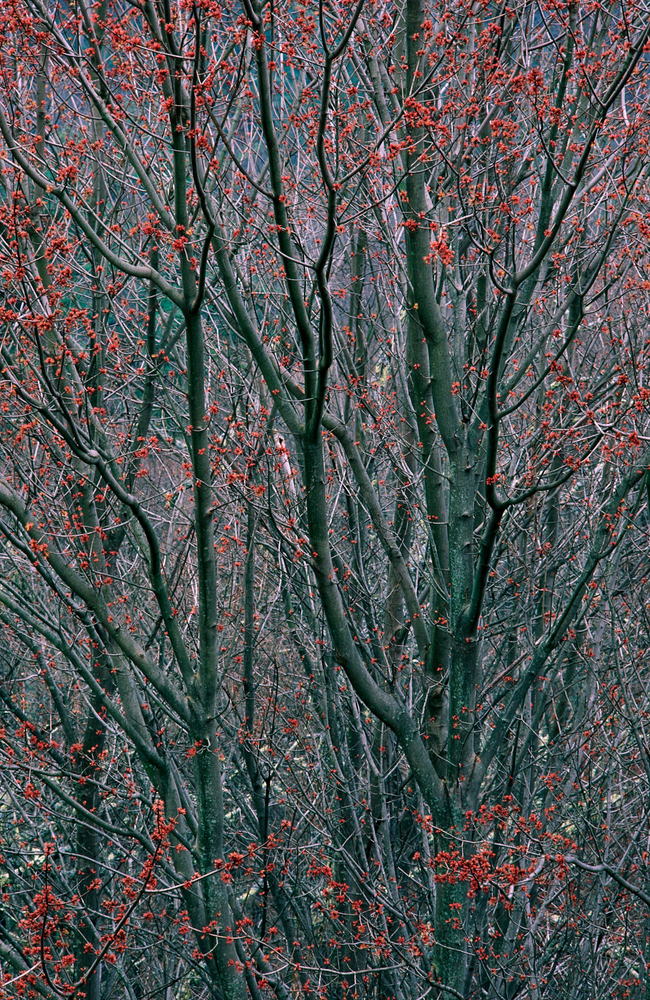 Spring Blossoms, Richard Russell Parkway, Georgia 1995