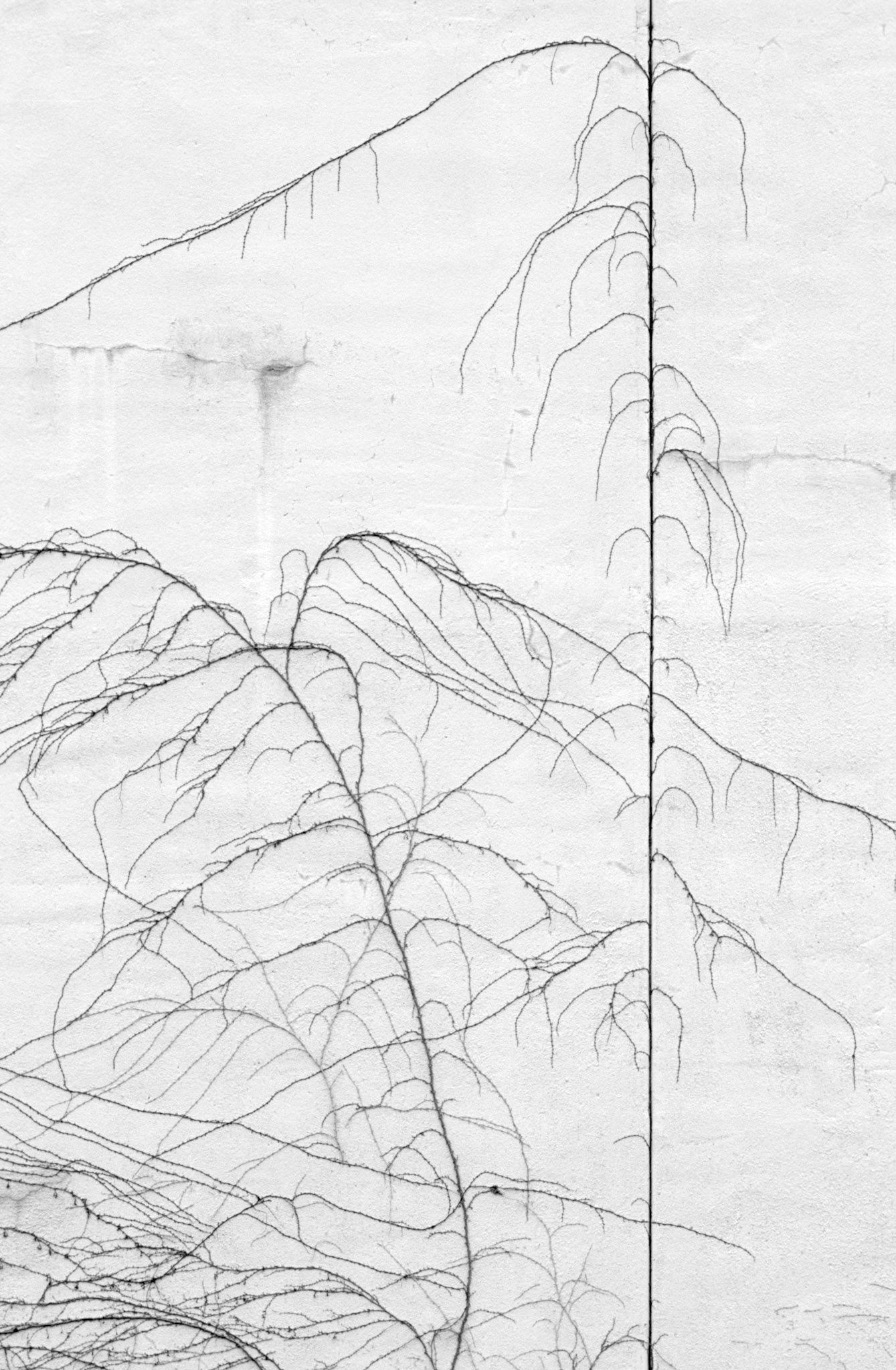 Persistence 04 (crawling vine), Atlanta Georgia 2004