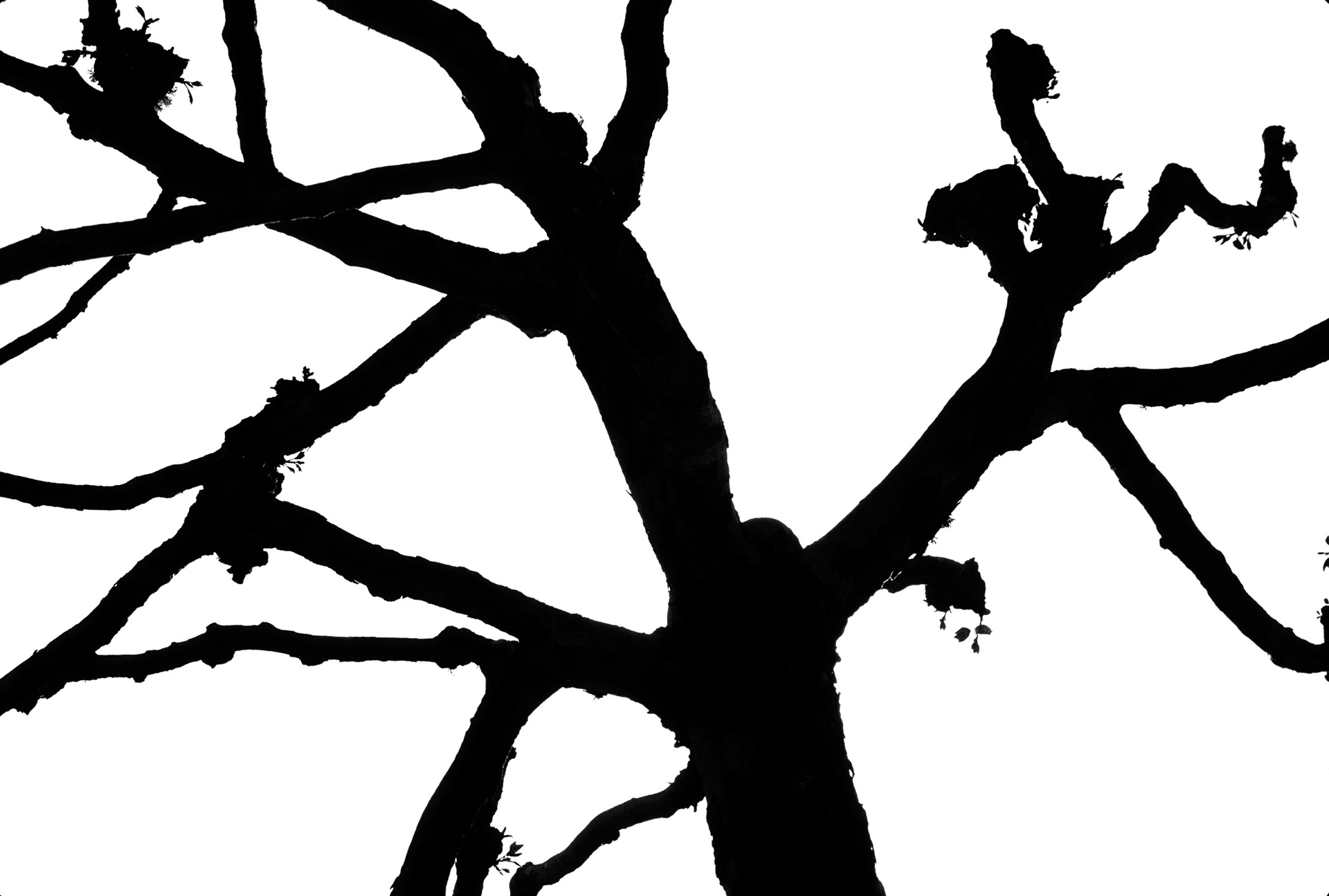 Ornamental Tree, Japanese Gardens, San Francisco, California