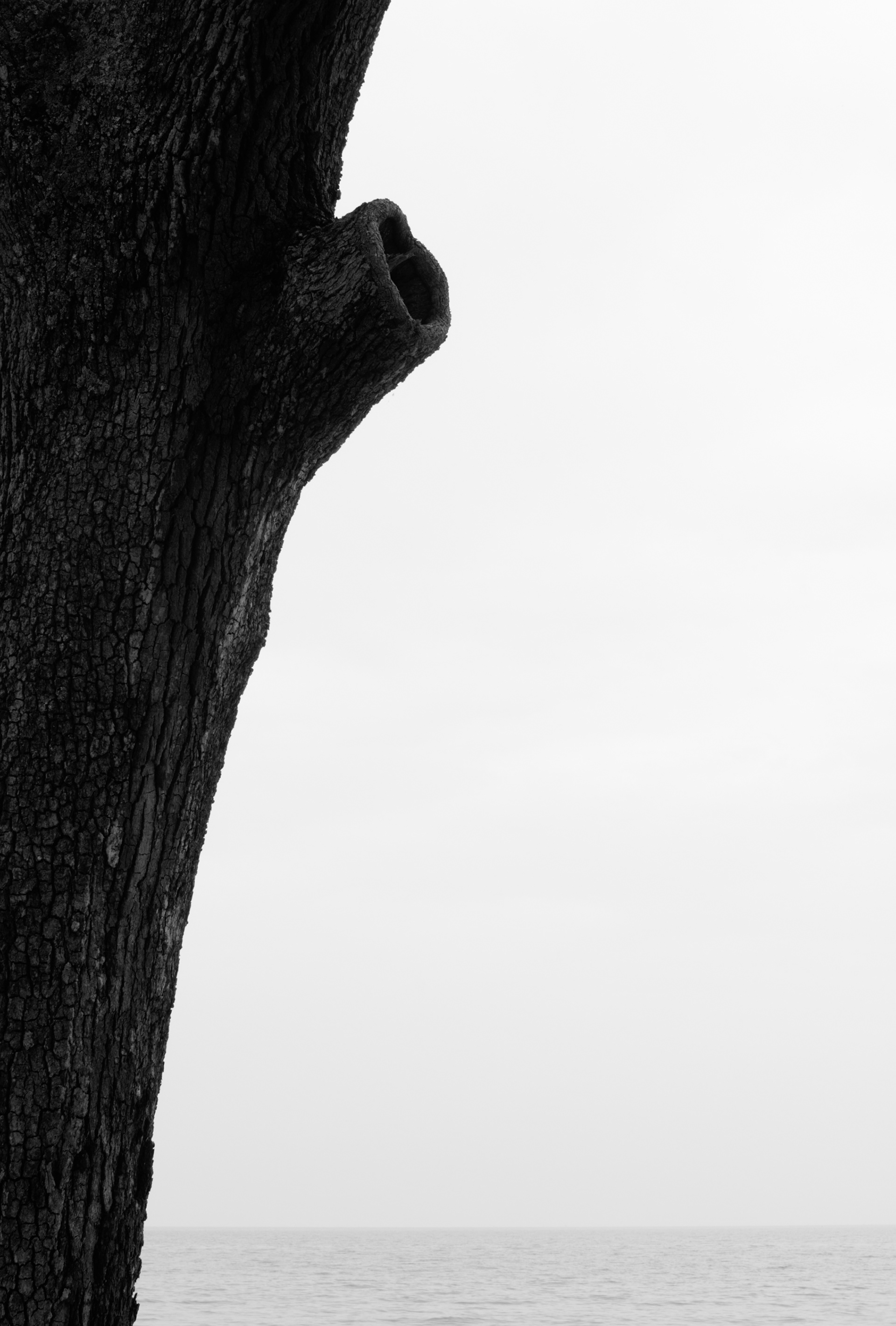 Live Oak Detail, Jekyll Island Georgia