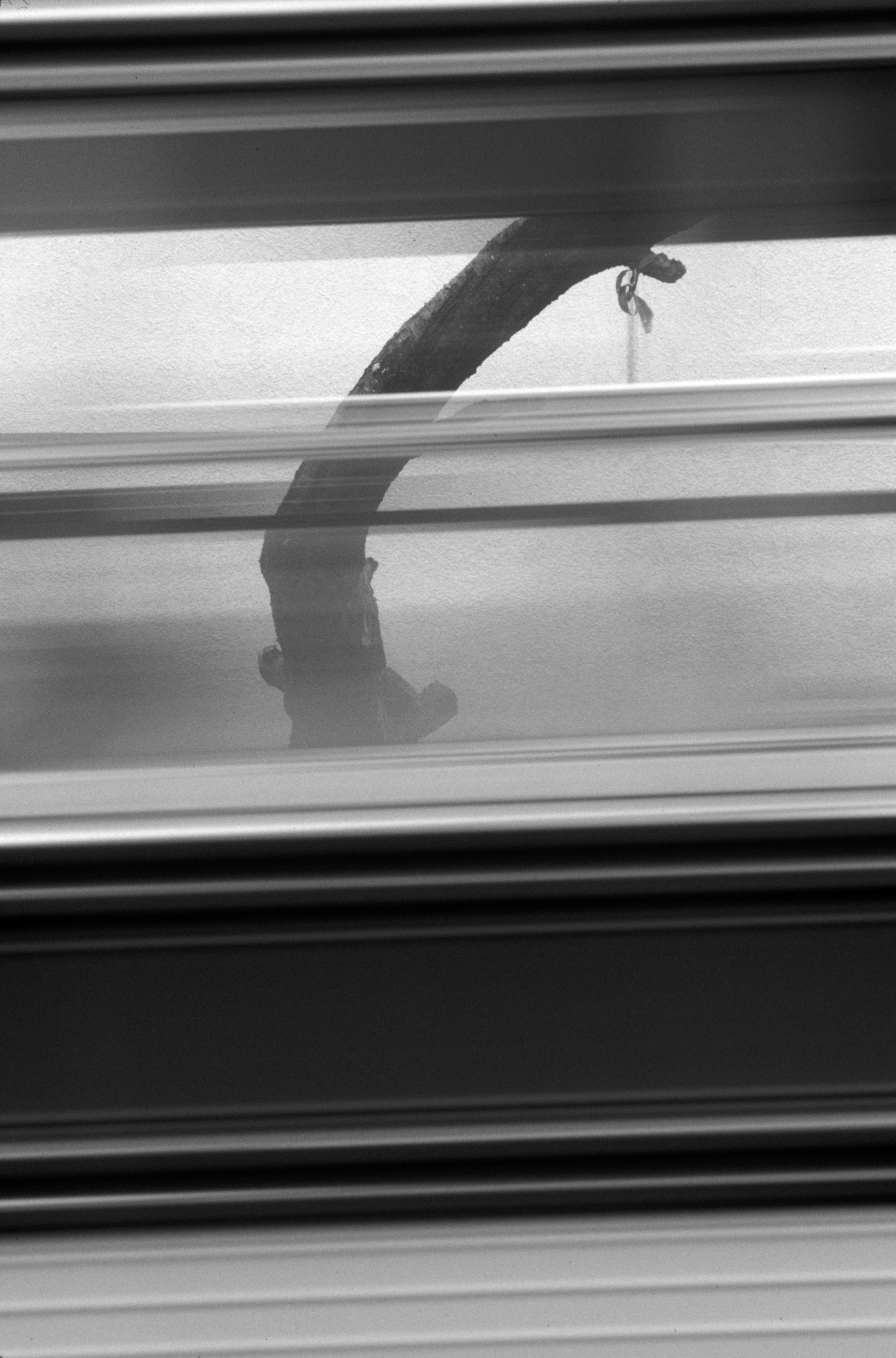 The Last Living Peachtree in Downtown Atlanta (passing bus)