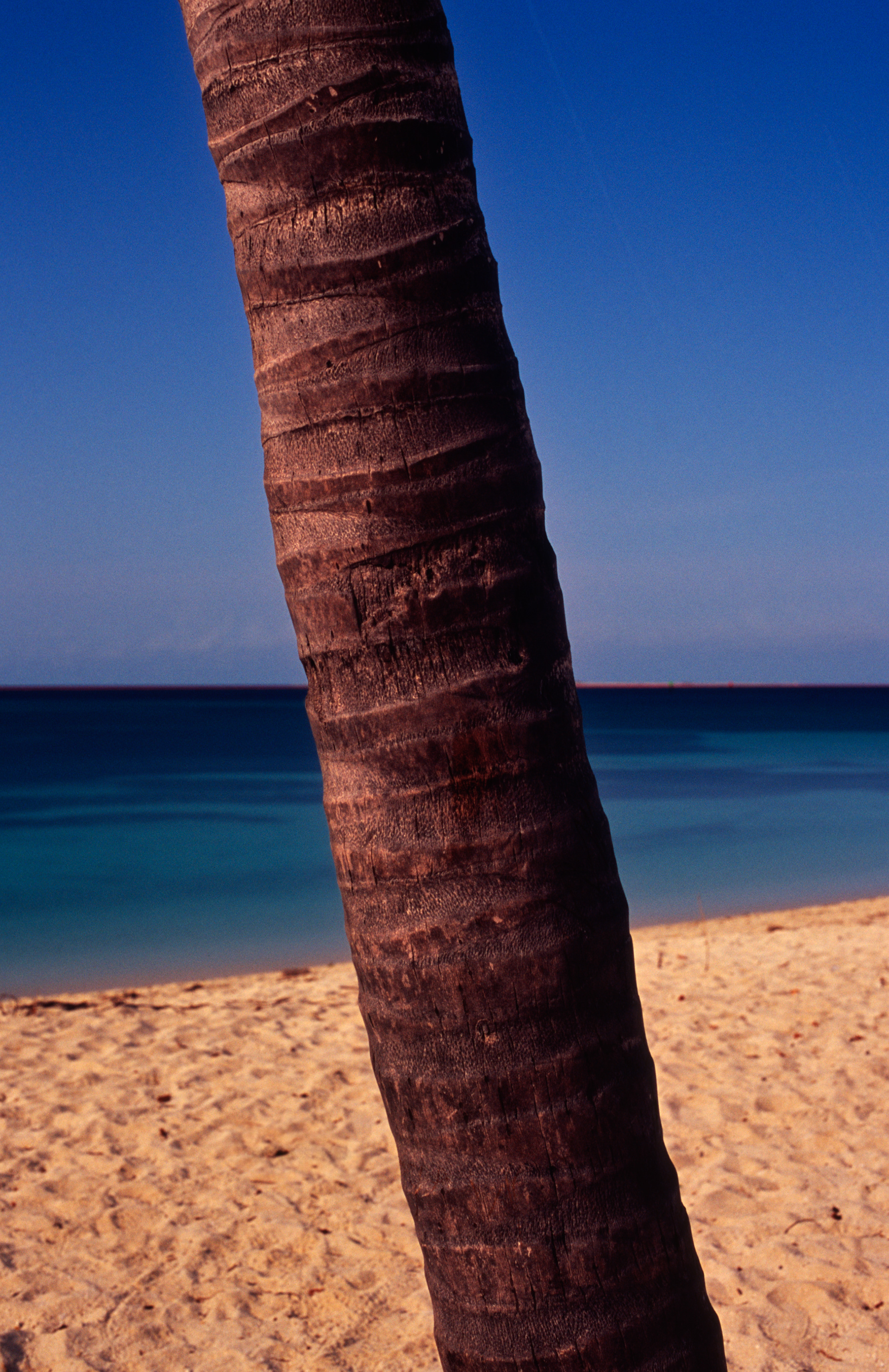 Palm Tree under a Full Moon, Fort Jefferson, Garden Key, Florida