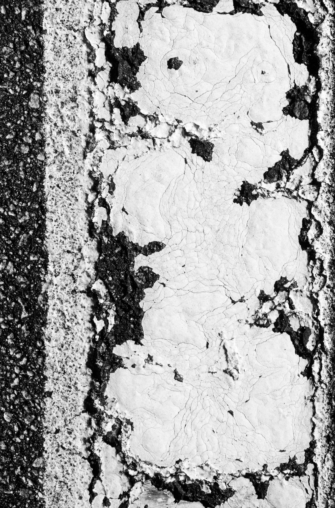 Cracks and Lines (Embryo), Atlanta Georgia 2004