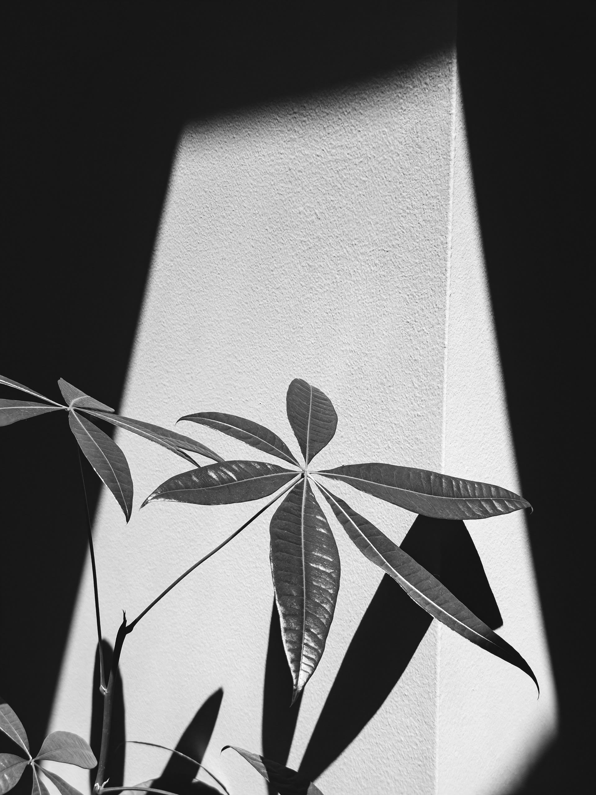 Plant Geometry in Sunbeam, 2025