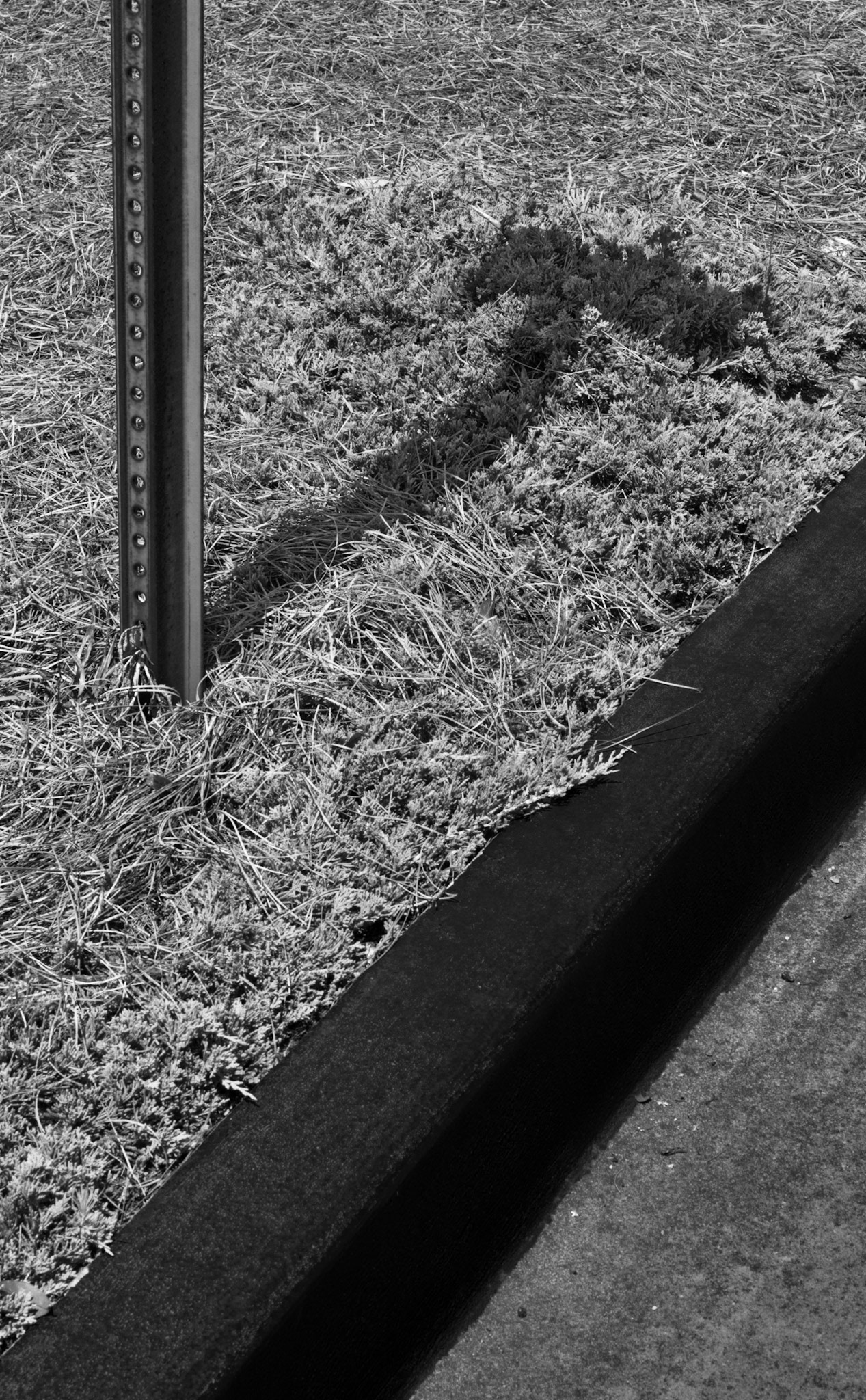 Curbside Landscaping with Shadow, Atlanta Georgia 2012