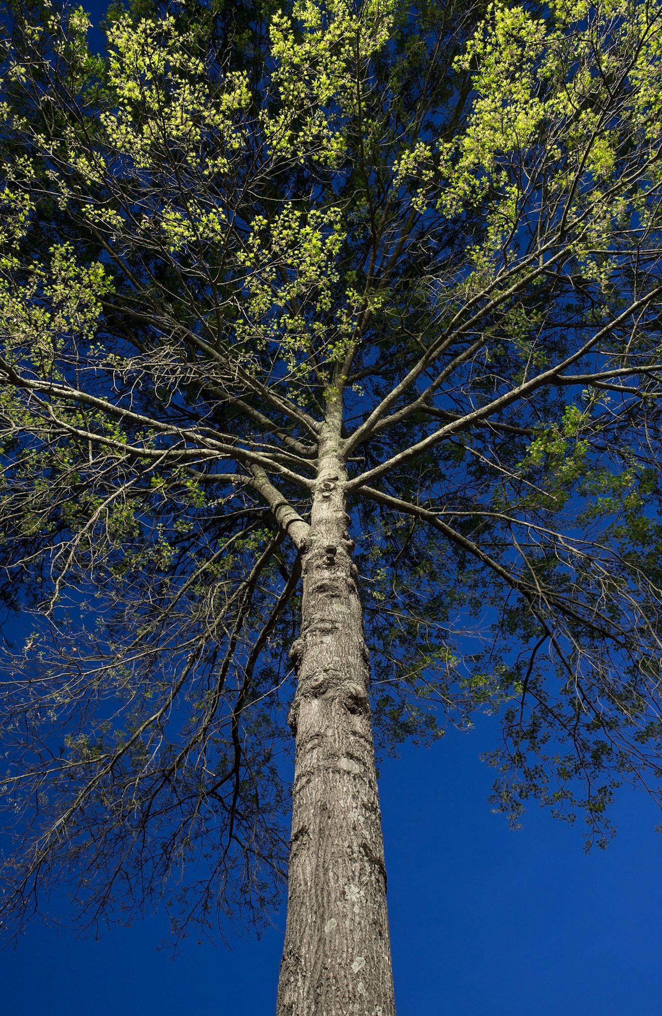 Looking up during twilight, John Ripley Forbes Big Trees Forest Preserve, Atlanta GA 2017