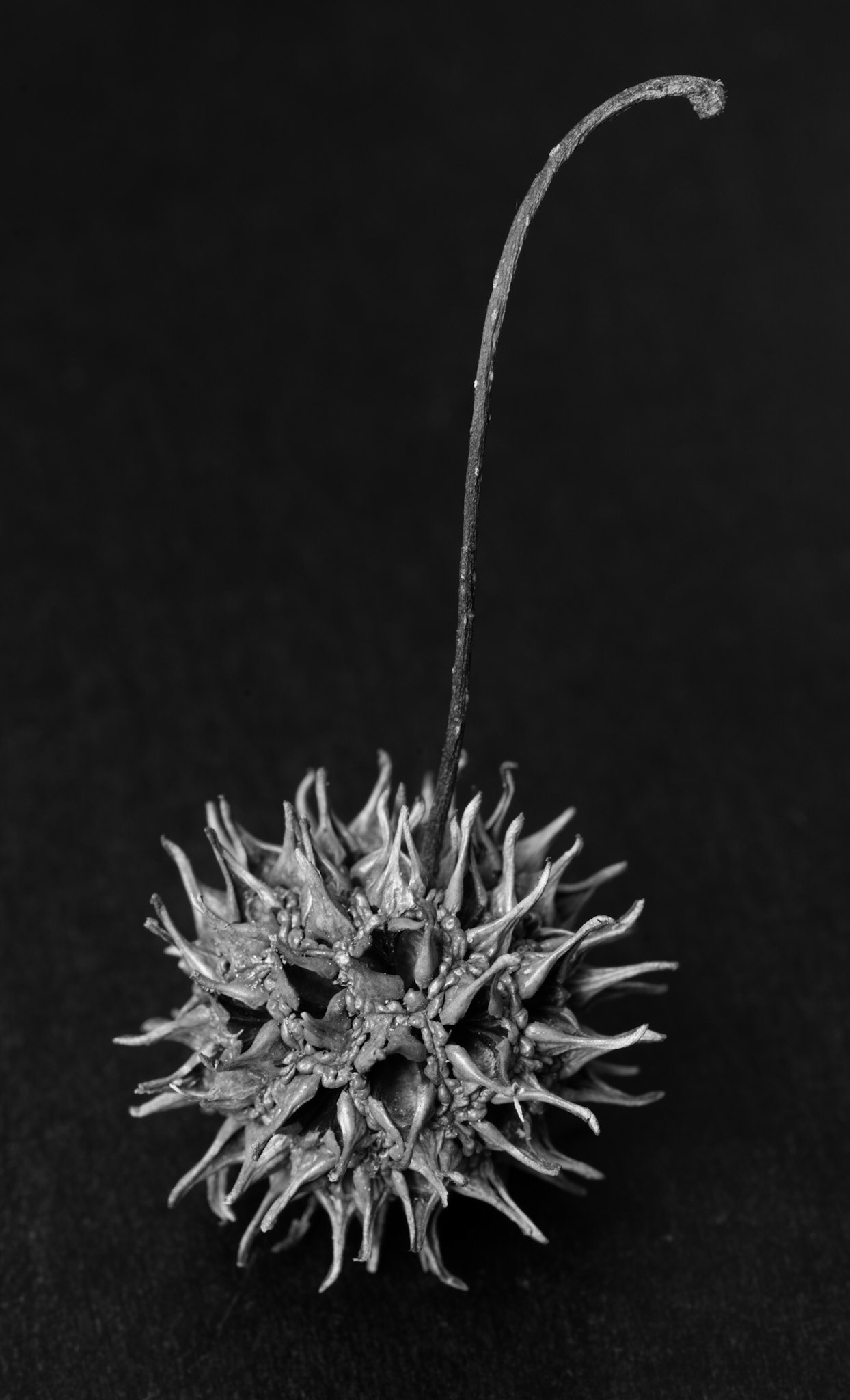 Sweetgum Seed Pod, 2015