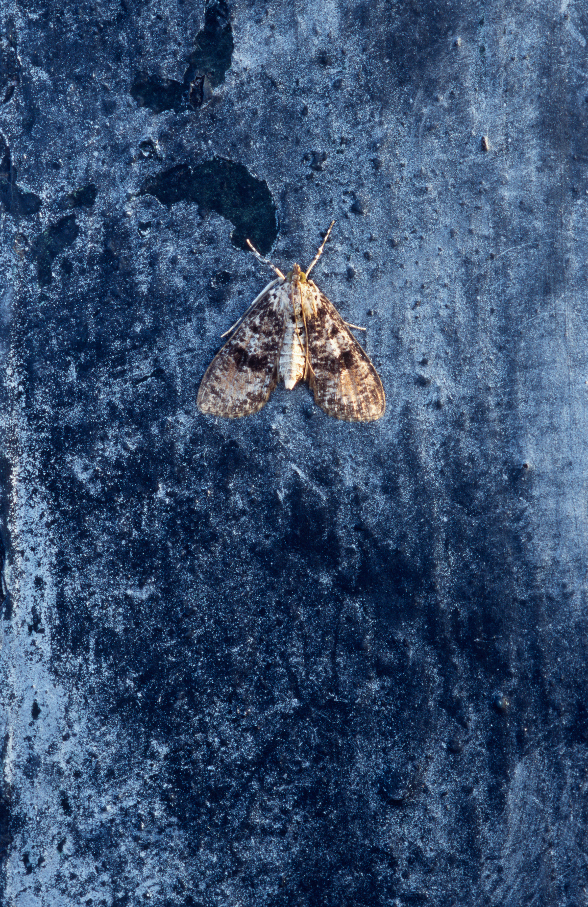 Moth on Steel Beam, Atlanta Georgia