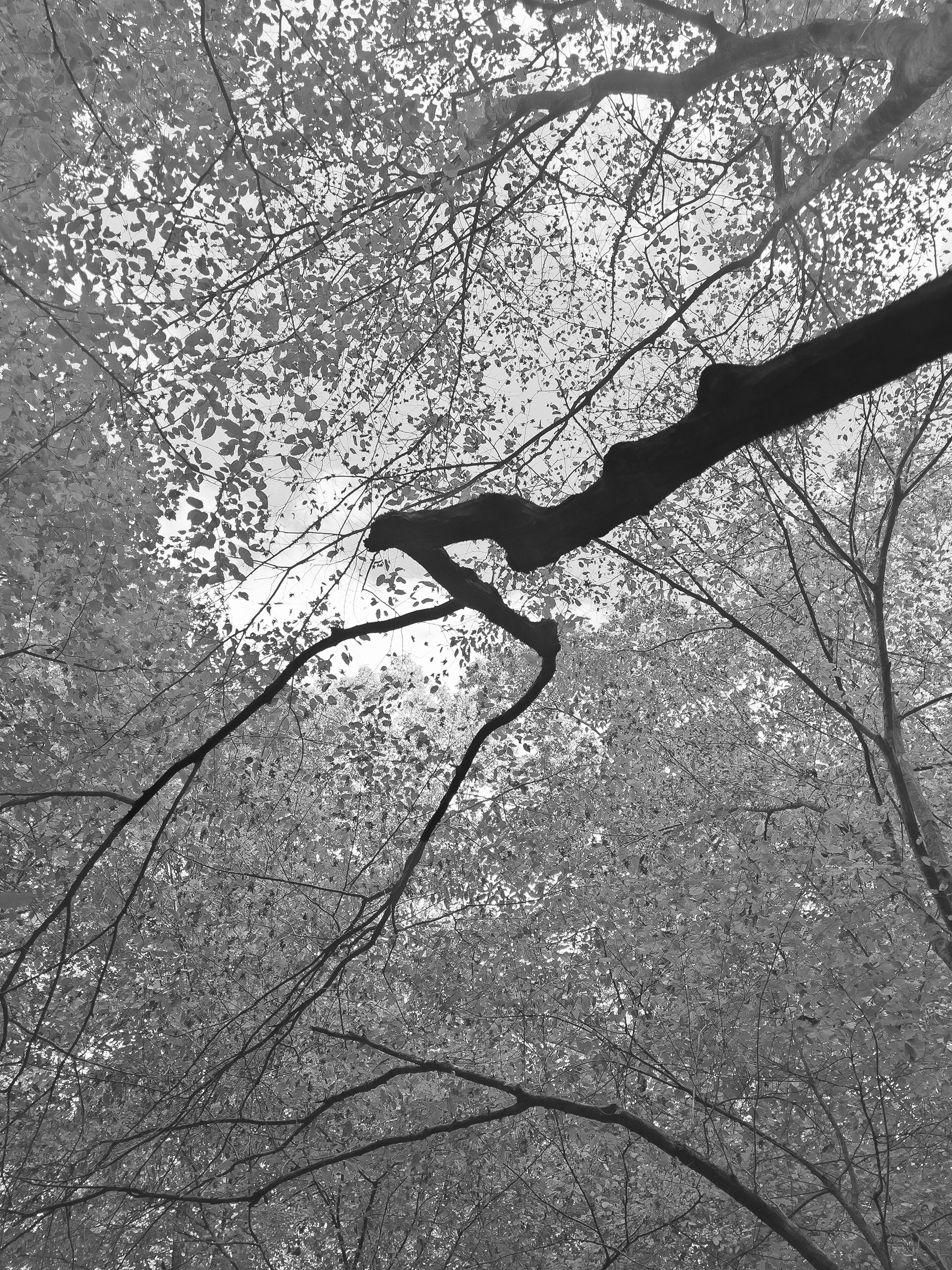 Off the Gold Branch Trail