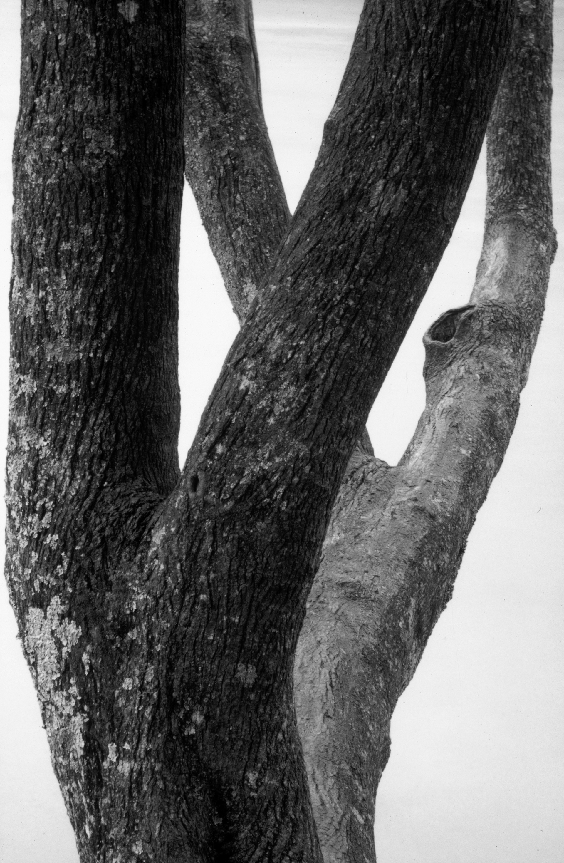 One Tree, Looking Glass Falls, North Carolina