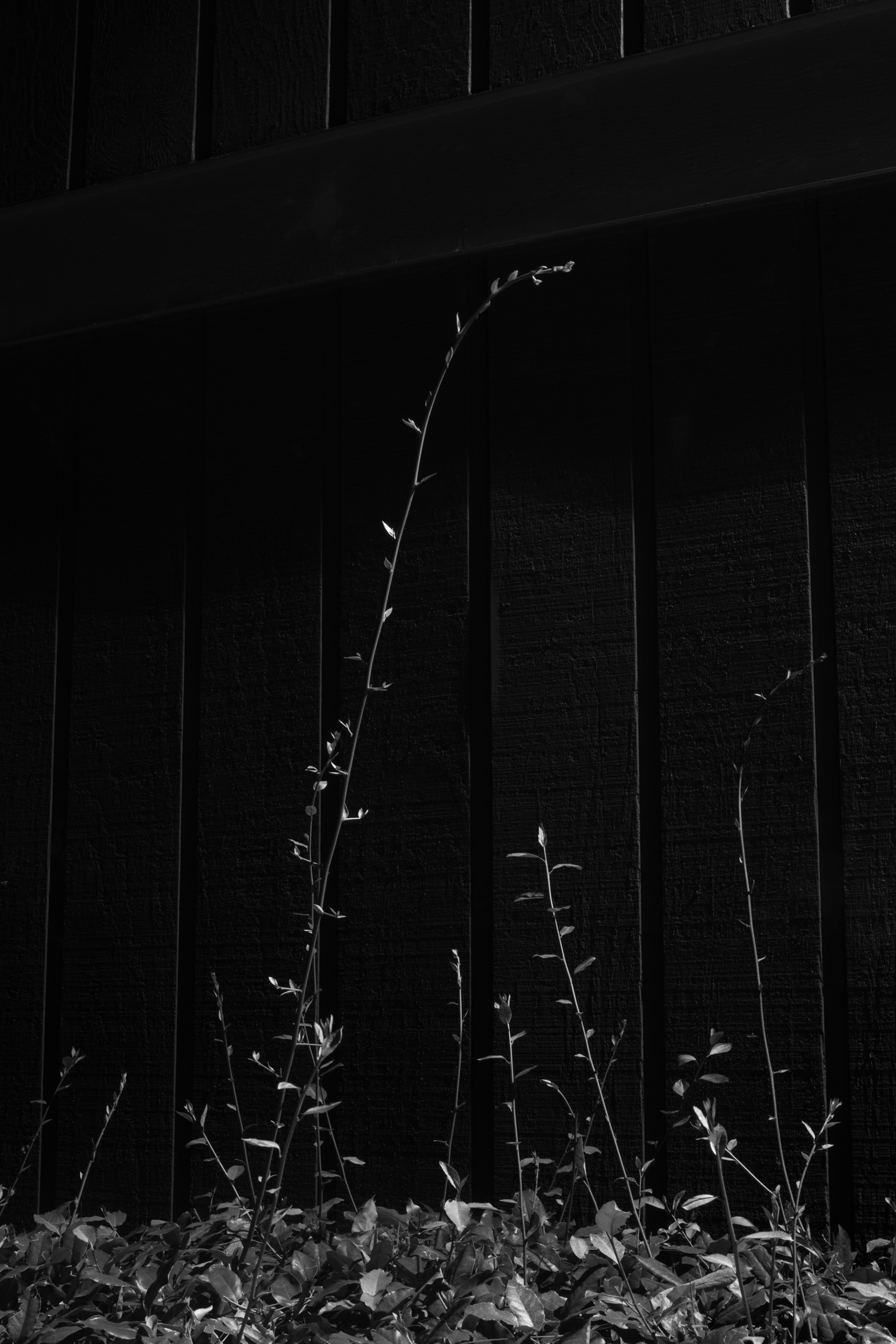 Shrub growth at night, Atlanta
