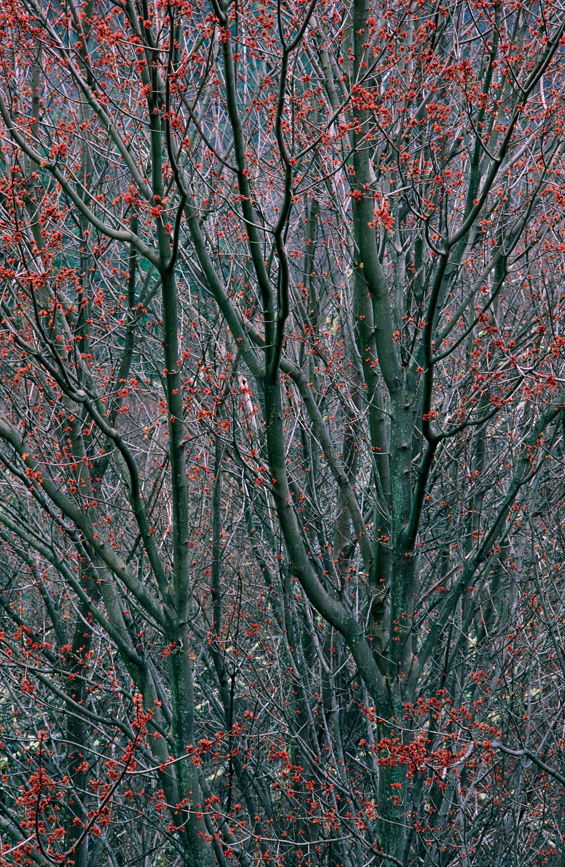 Spring Blossoms, Richard Russell Parkway, Georgia