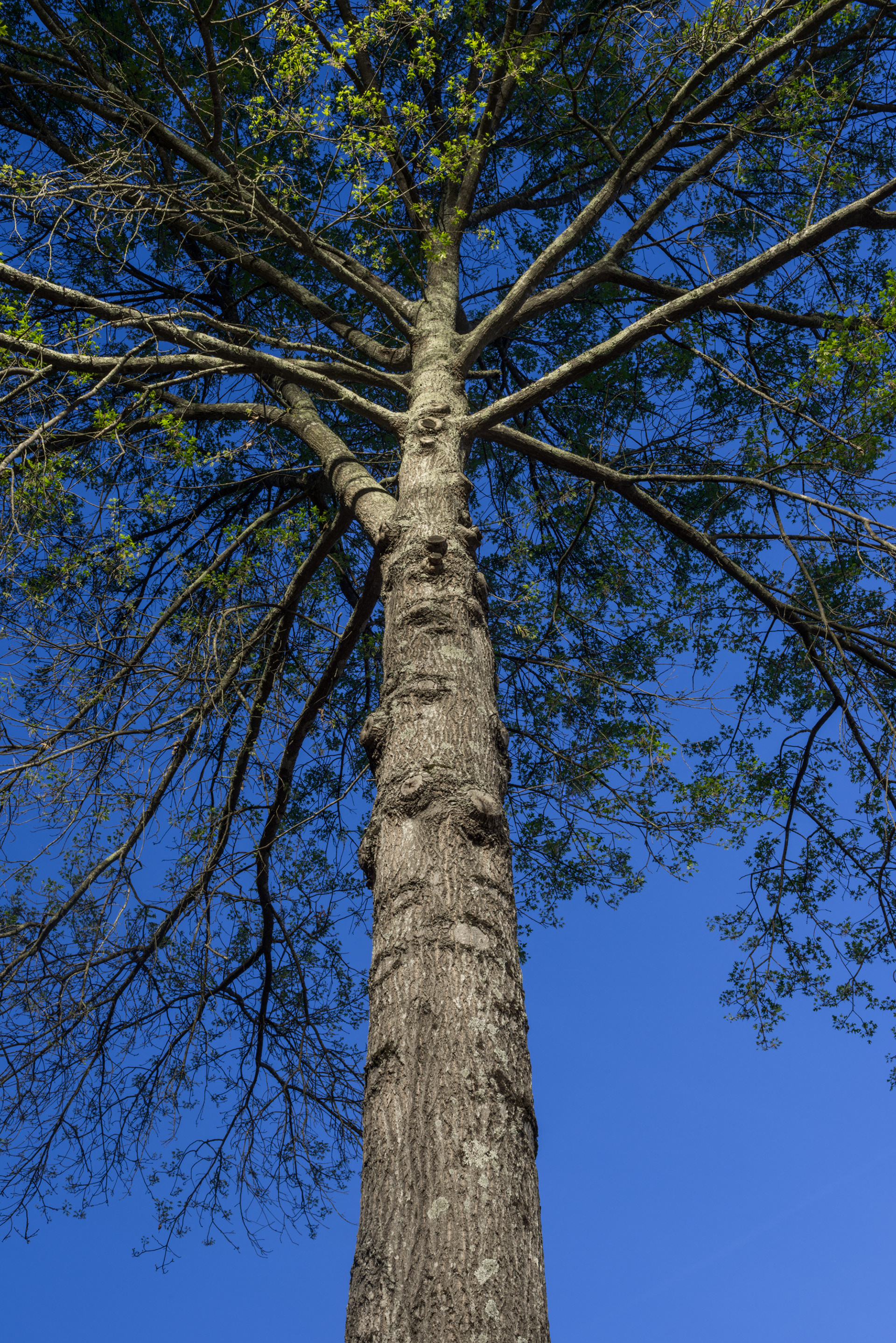 Looking up during twilight, John Ripley Forbes Big Trees Forest Preserve, Atlanta GA
