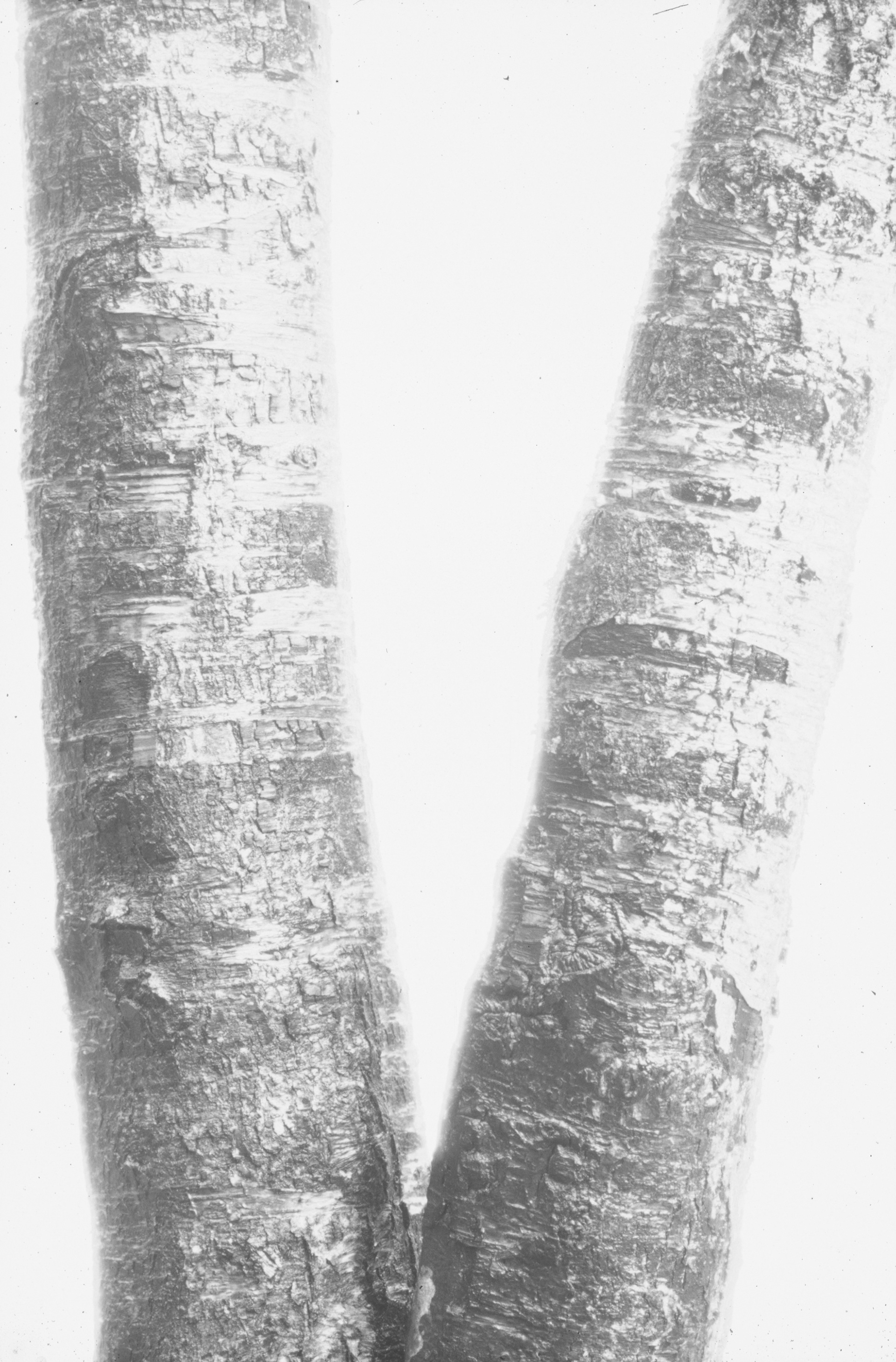 One Tree (high key), Looking Glass Falls, North Carolina