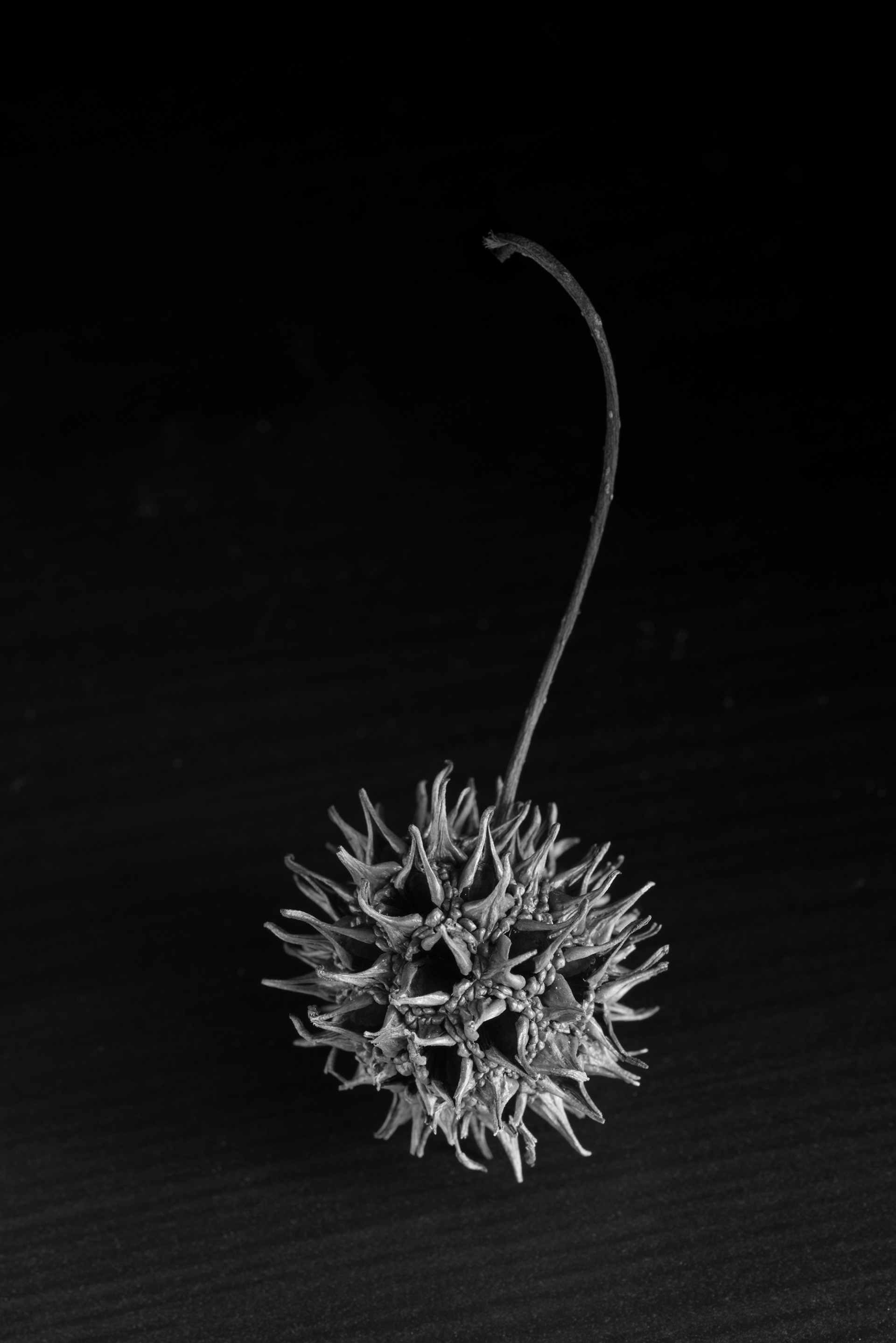 Sweetgum Seed Pod