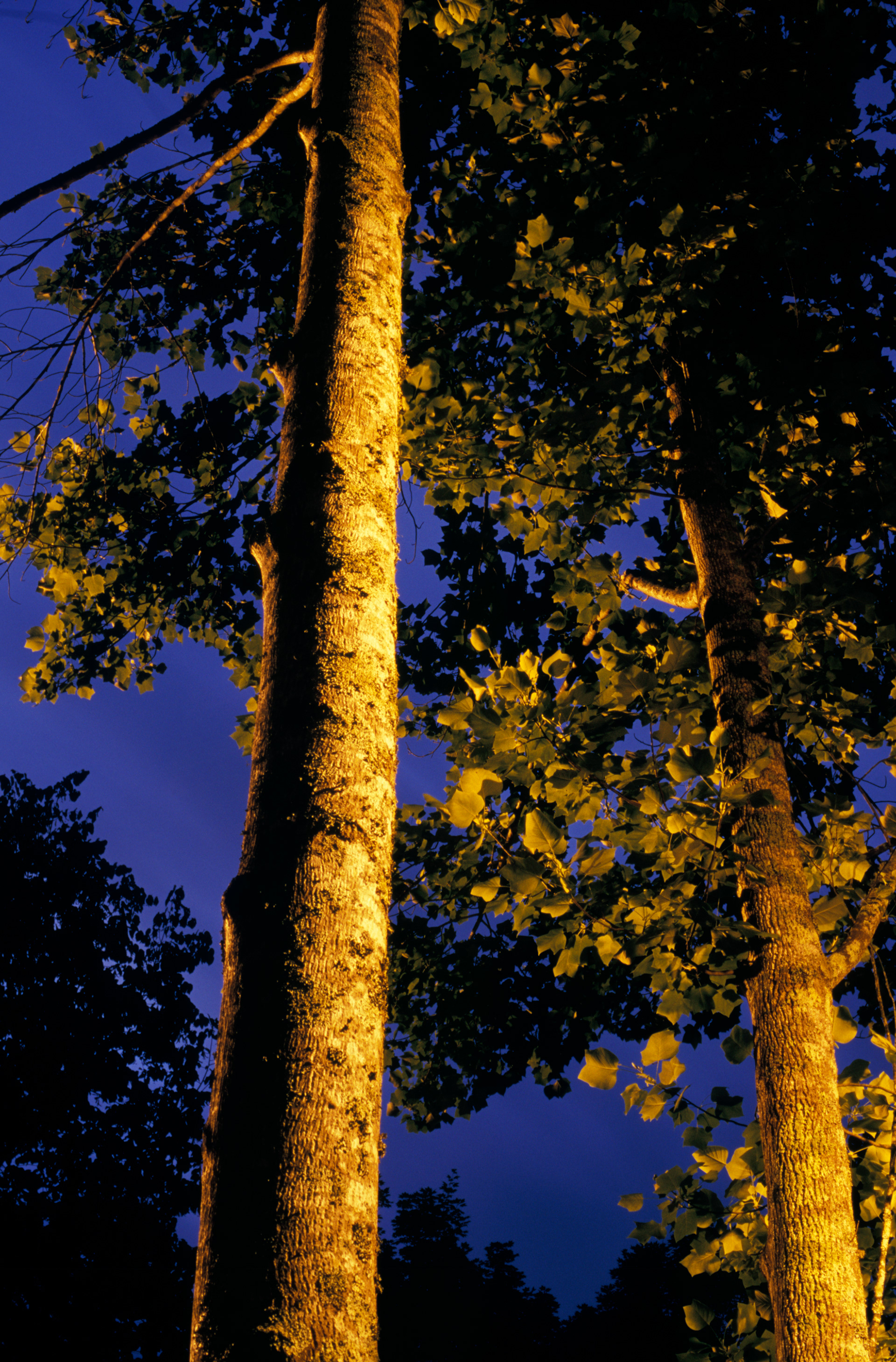 Early Evening, Spring, North Atlanta