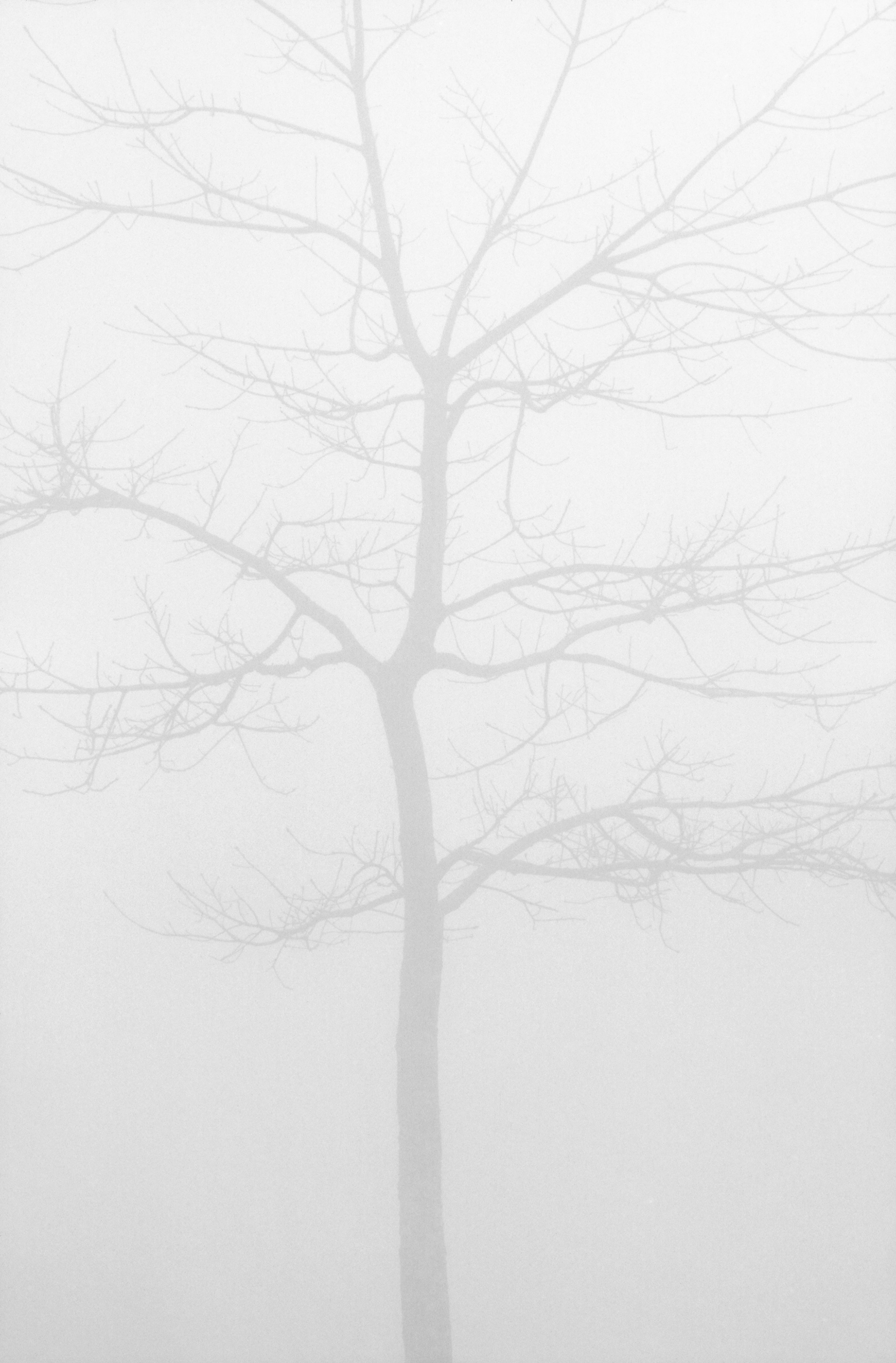 Isolated Tree in Fog, Brasstown Bald, Georgia