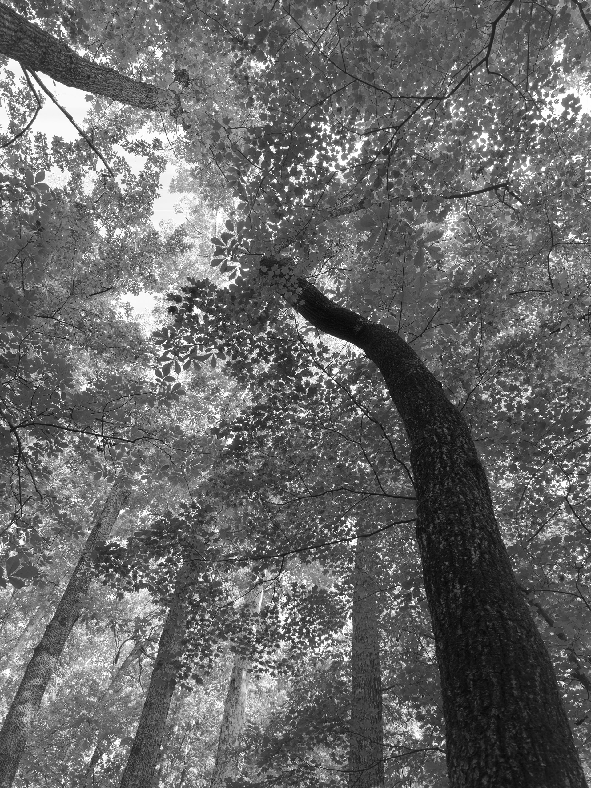 Off the Gold Branch Trail, Atlanta 2025