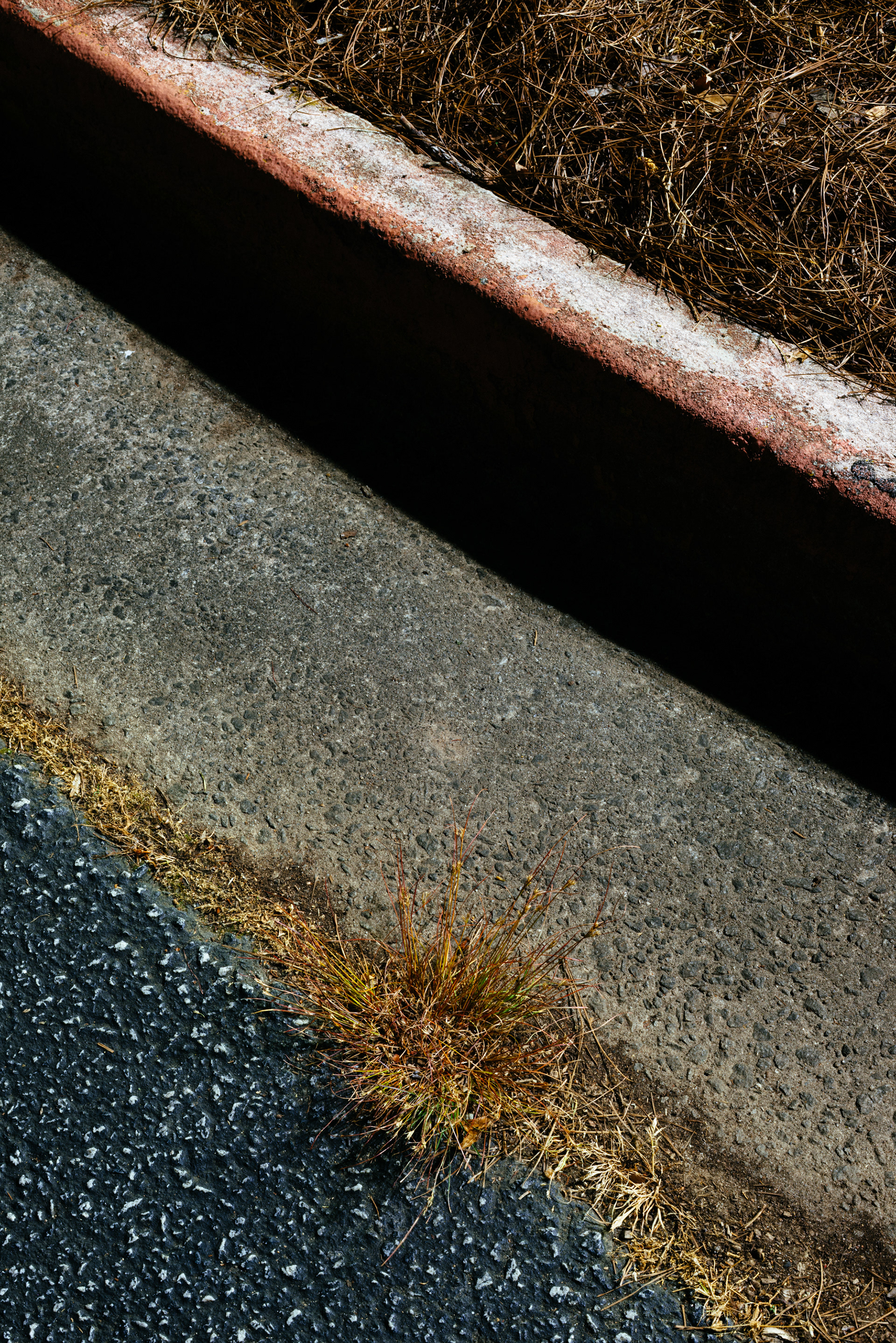 Dried grass and curb, Atlanta GA