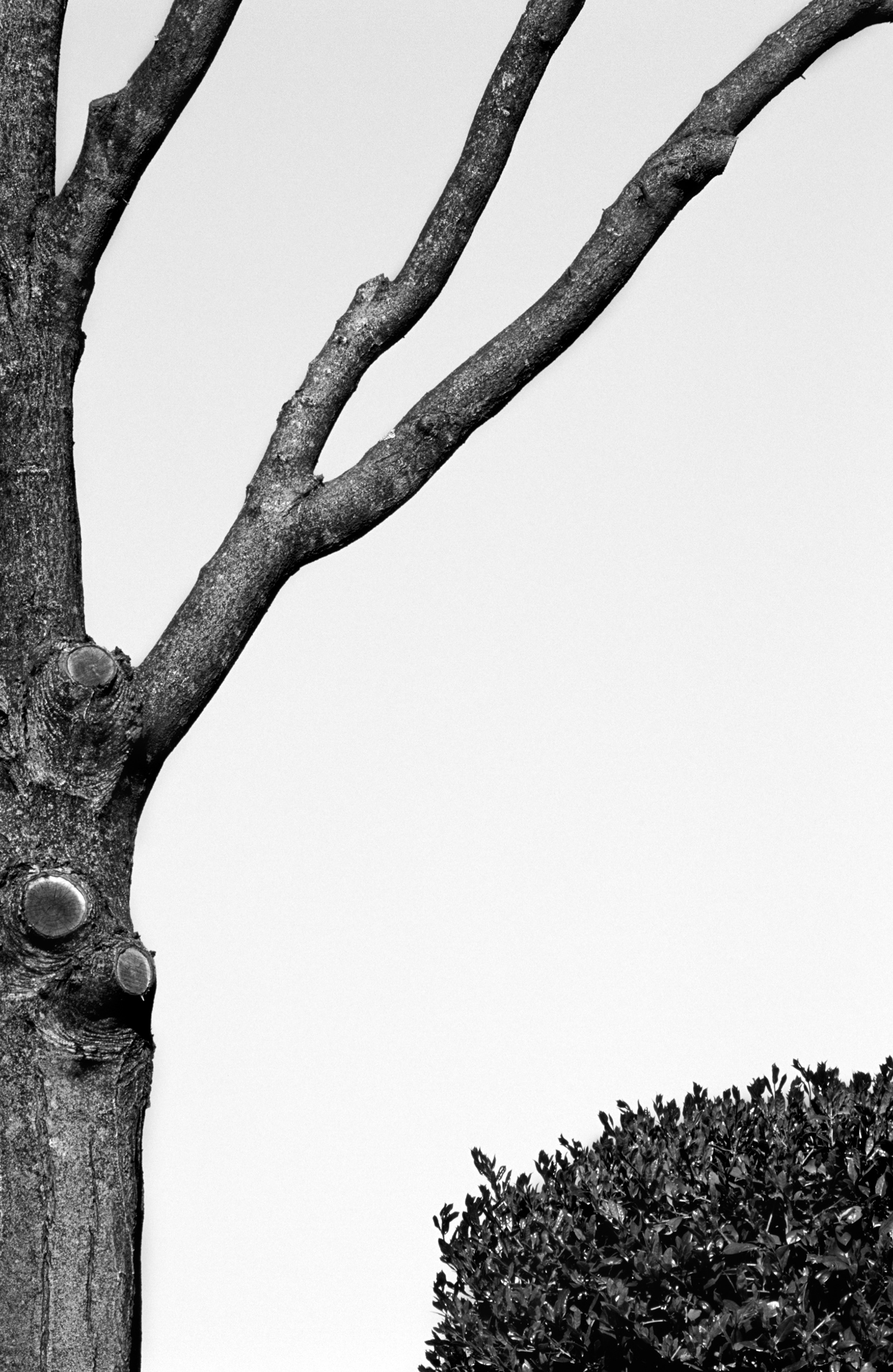 Suburban Landscape, Atlanta Georgia