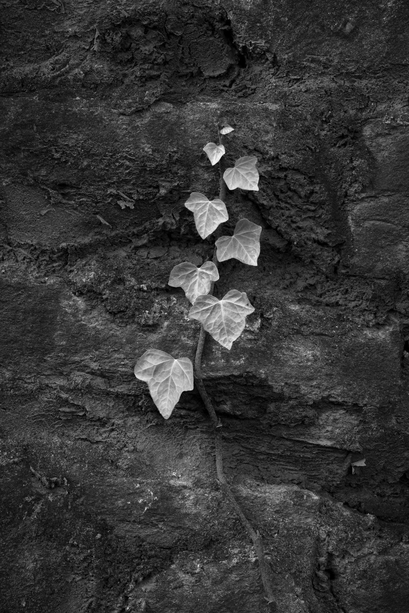 Climbing Ivy Detail (Eight Leaves), Westview Cemetery, Atlanta Georgia 2013