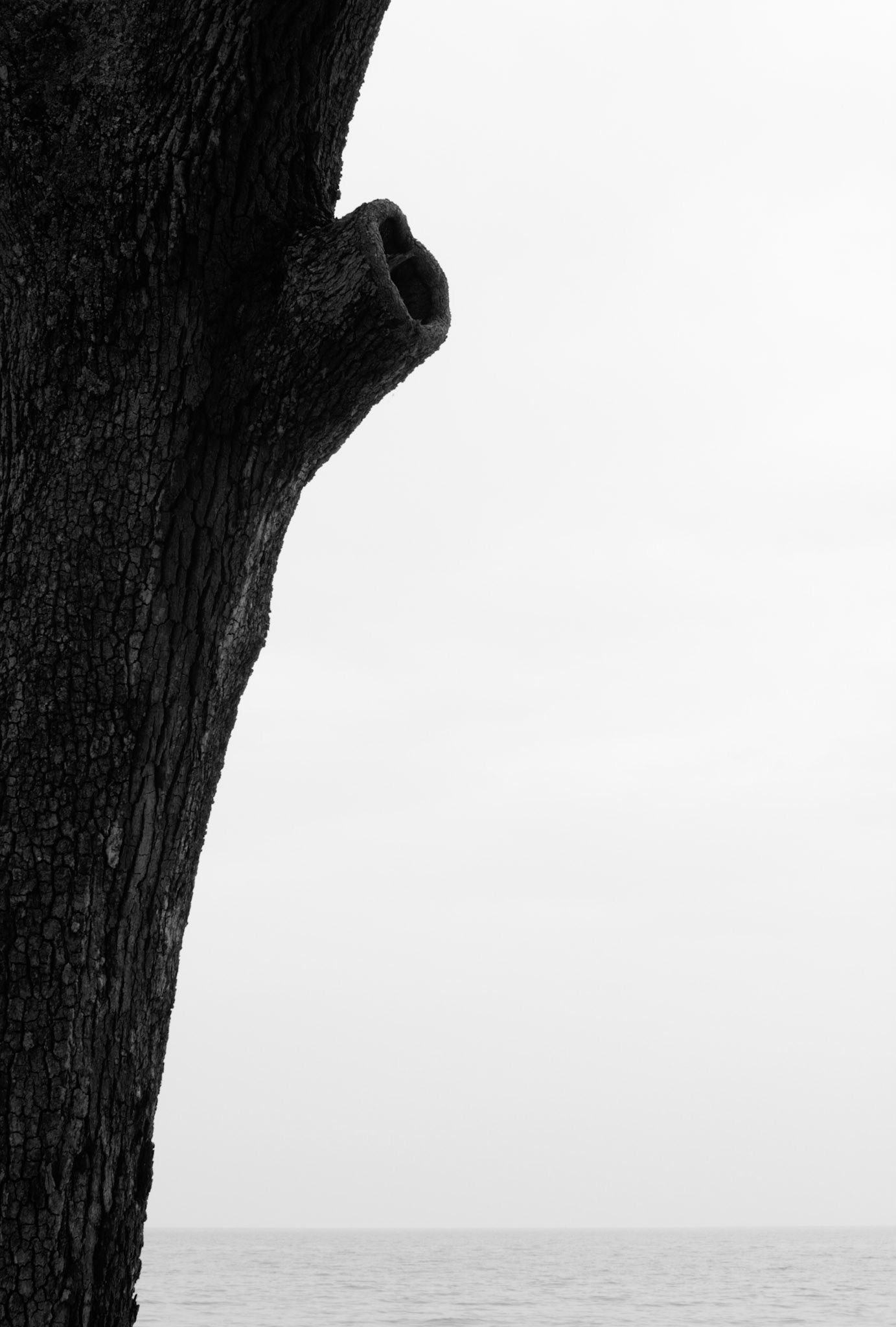 Live Oak Detail, Jekyll Island Georgia 2010