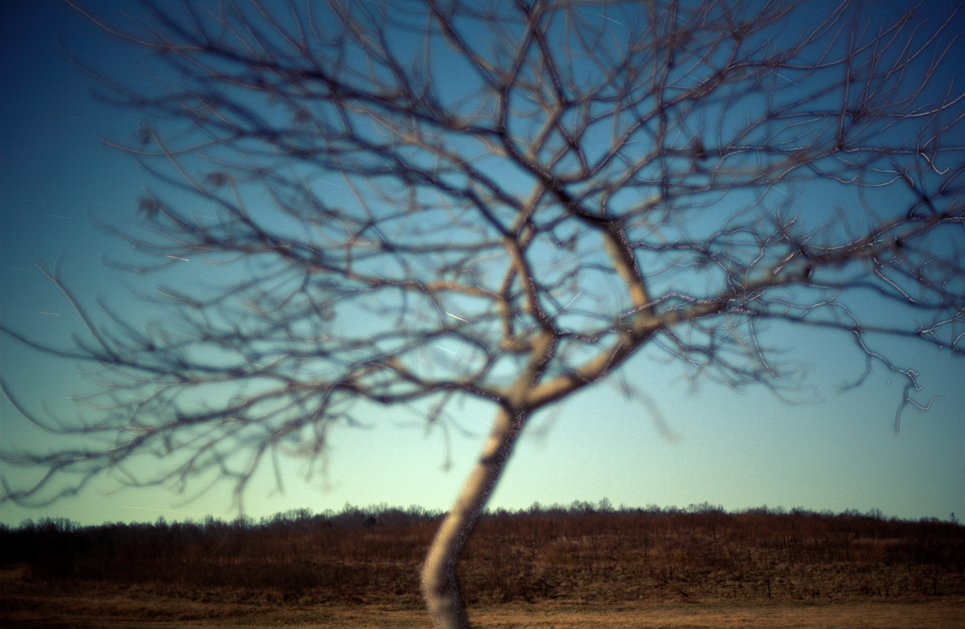 One Tree at Night (Clear Sky), Nicholson Georgia