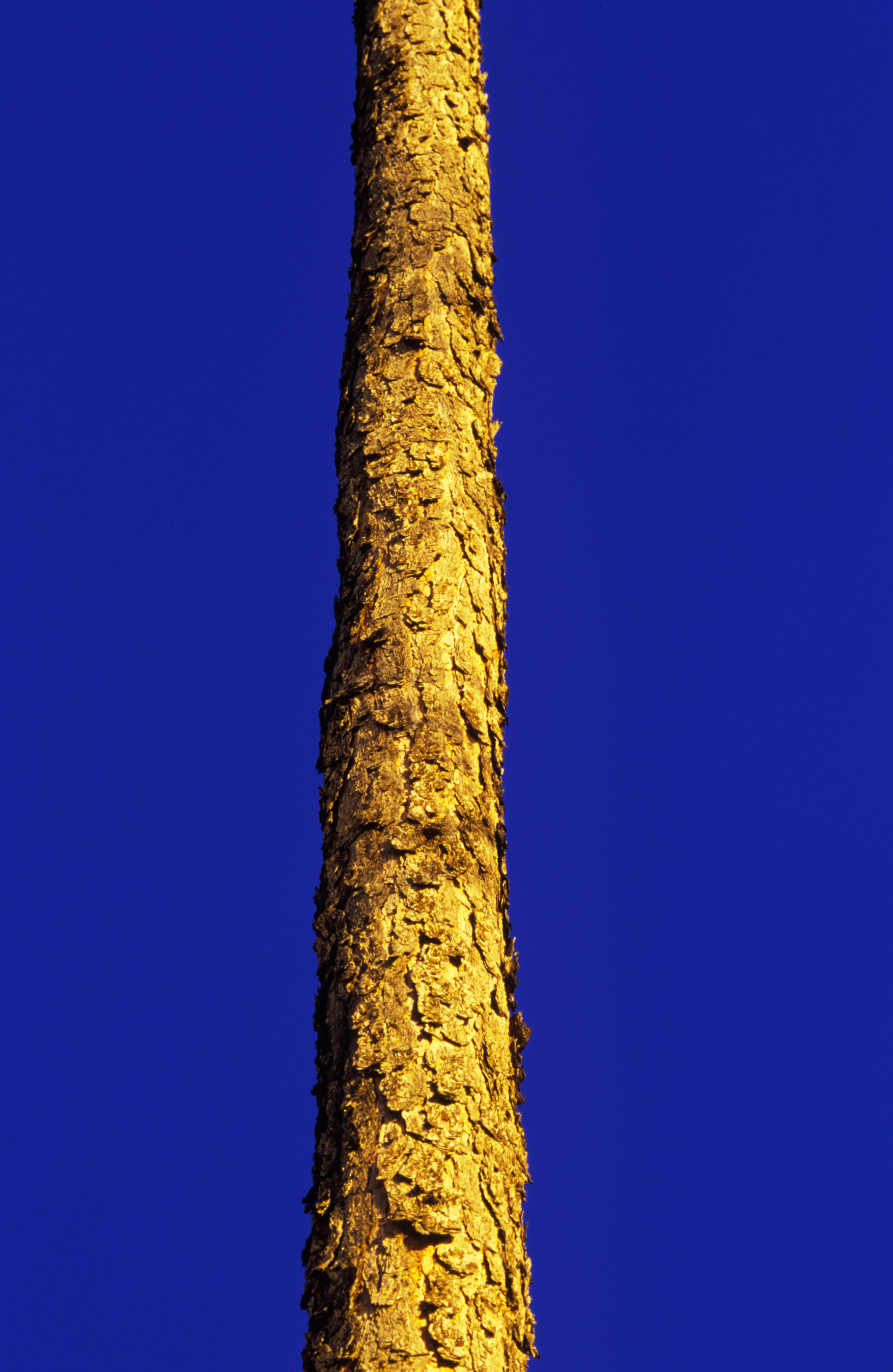 Pine Tree at Twilight, Atlanta Georgia