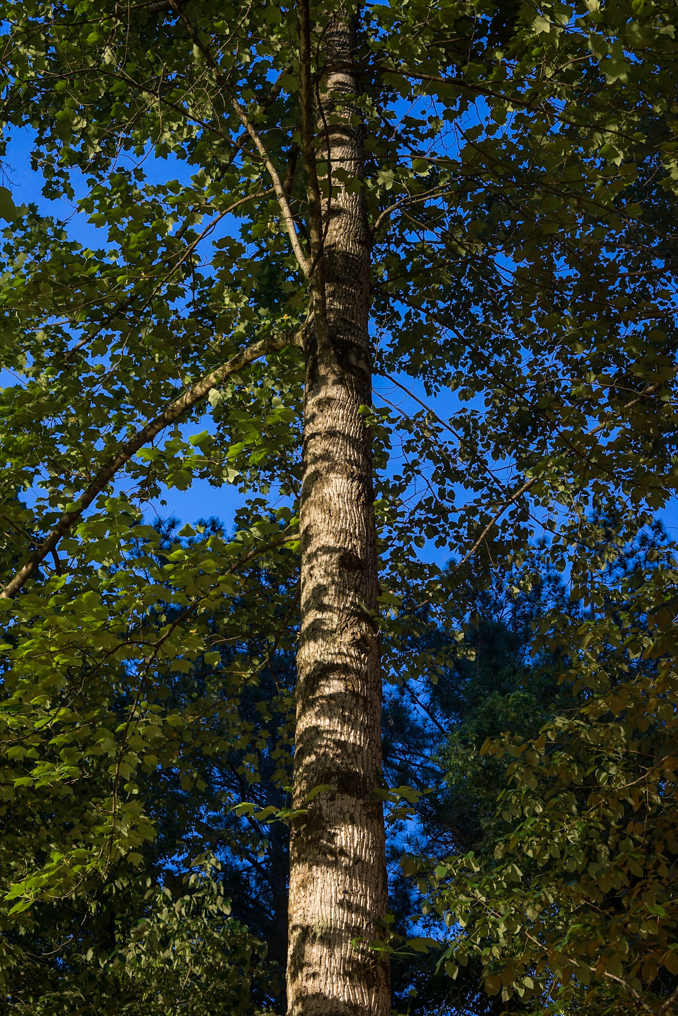 Twilight Contrast, 2019