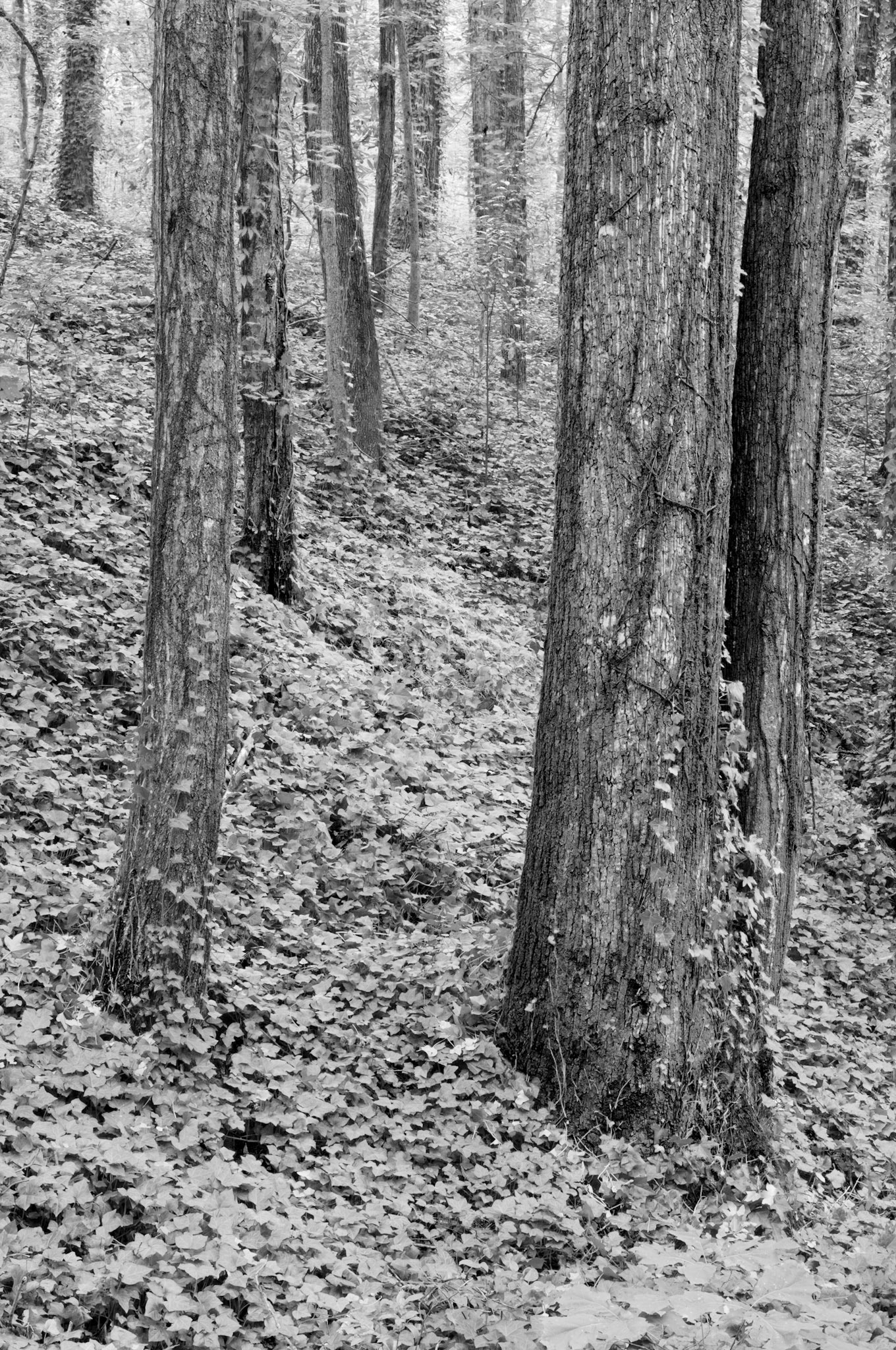 Nearby Woods, Atlanta Georgia 2009
