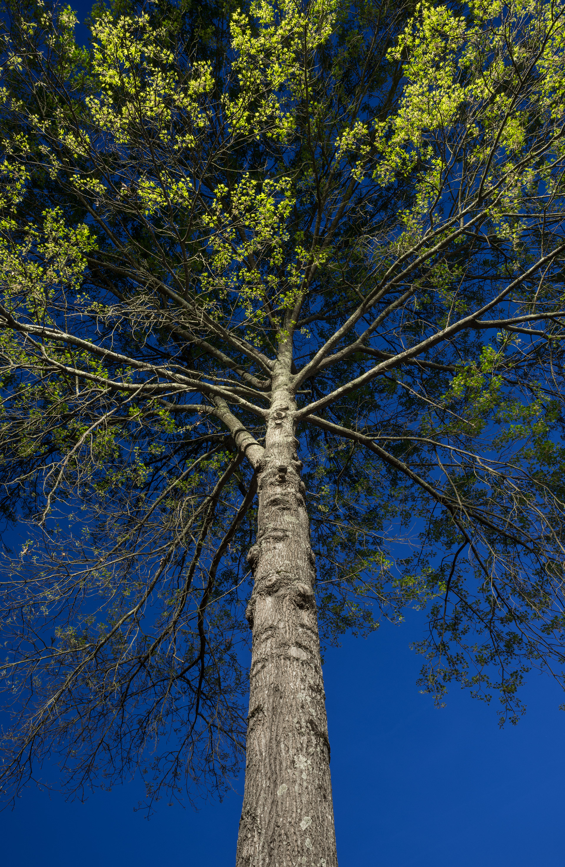 Looking up during twilight, John Ripley Forbes Big Trees Forest Preserve, Atlanta GA