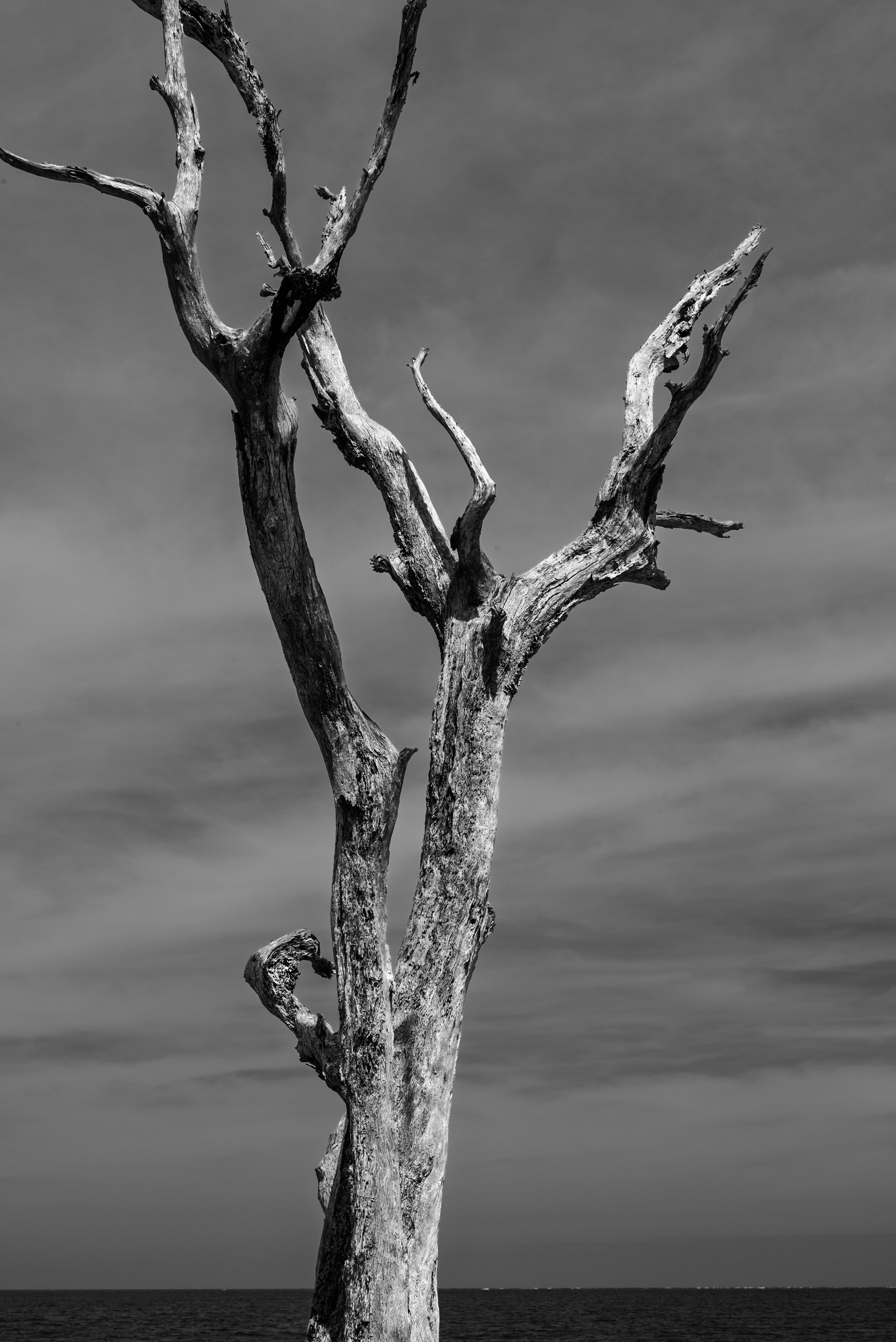 Driftwood Trees, Florida