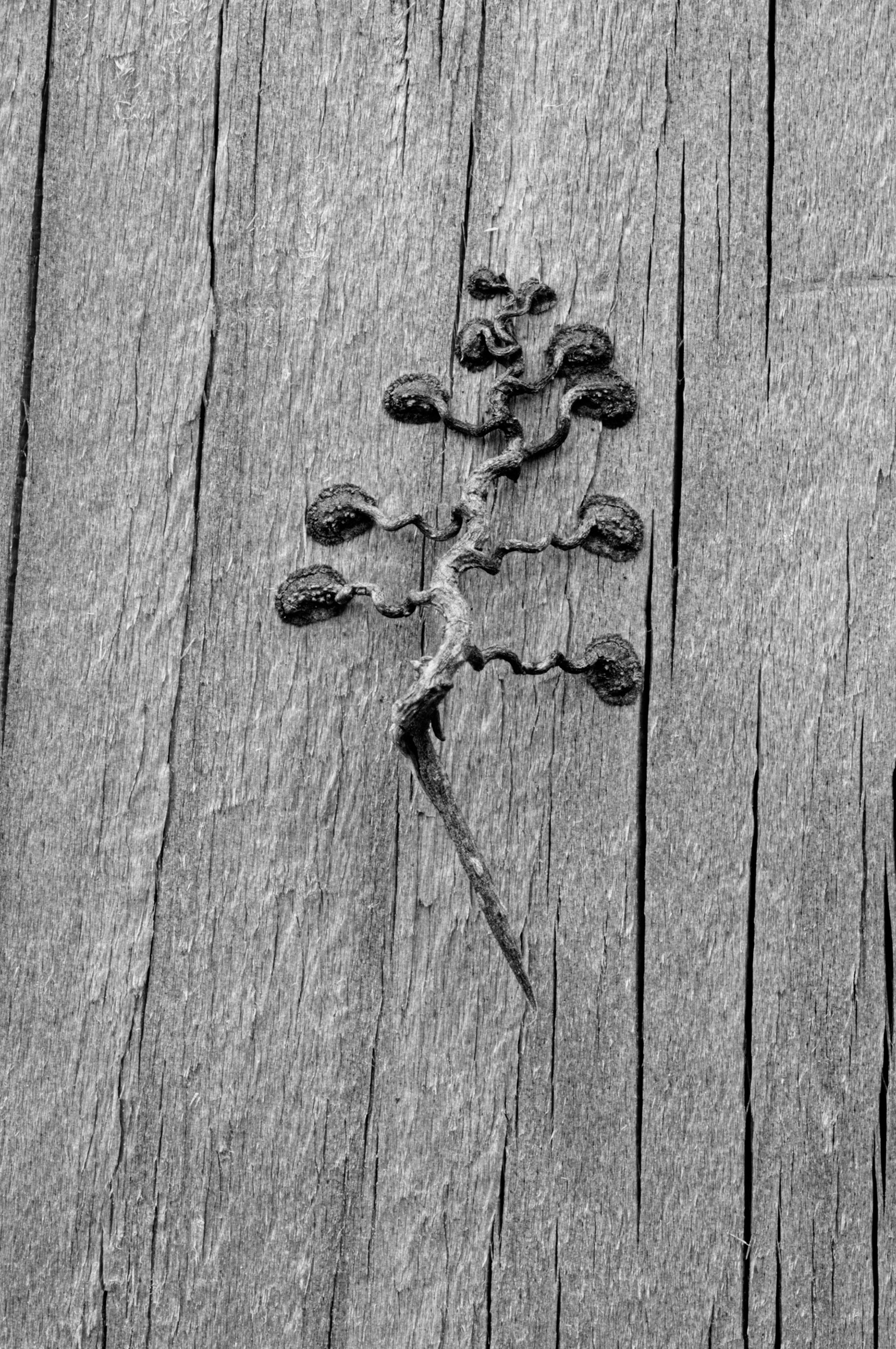 Dried remains of a clinging vine