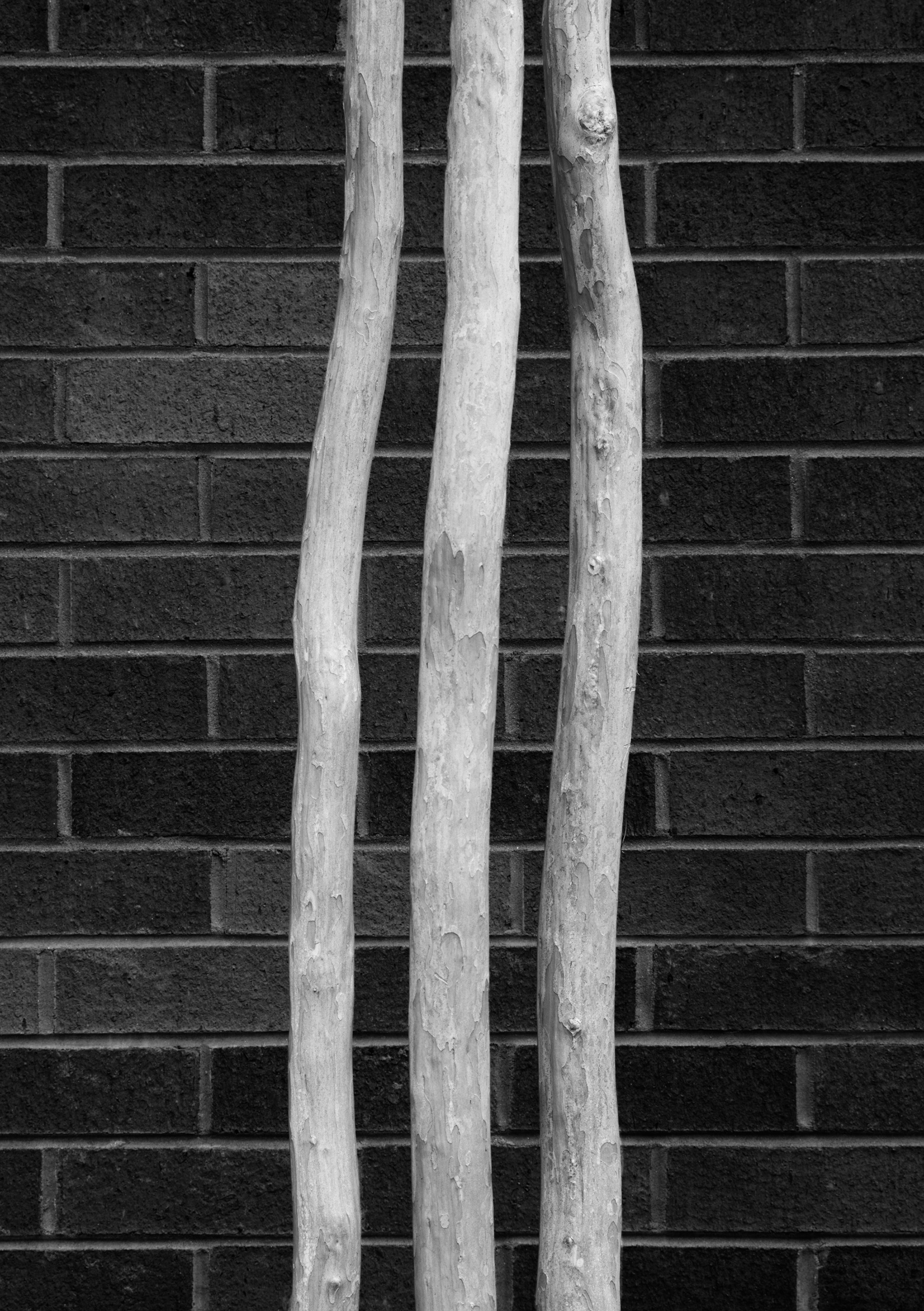 Ornamental trees, Stone Mountain GA