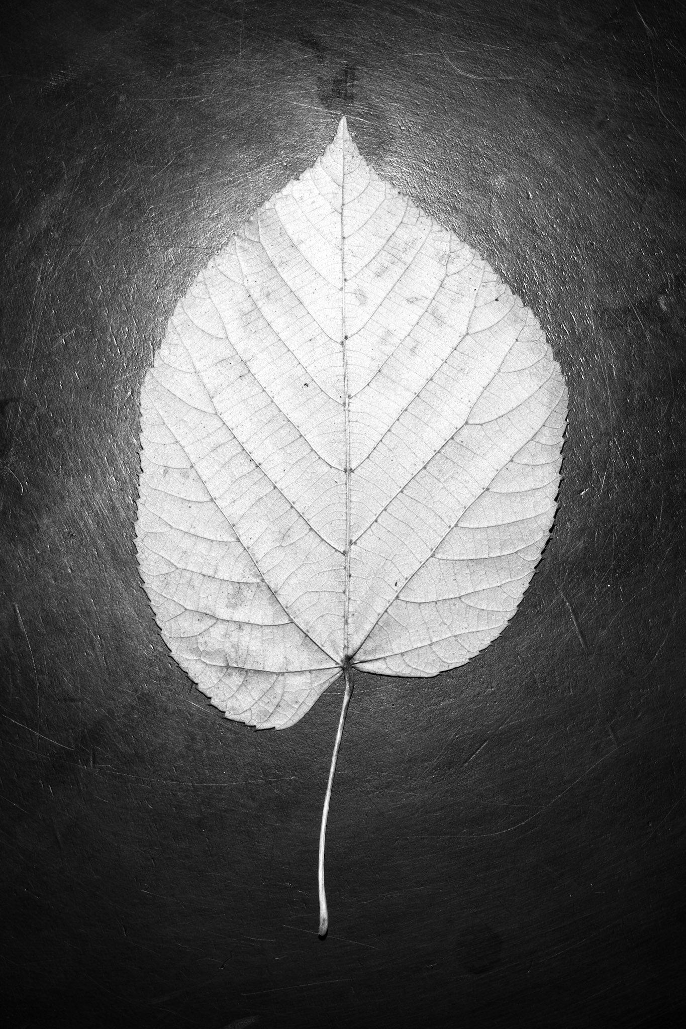Pressed Leaf 4, 2012