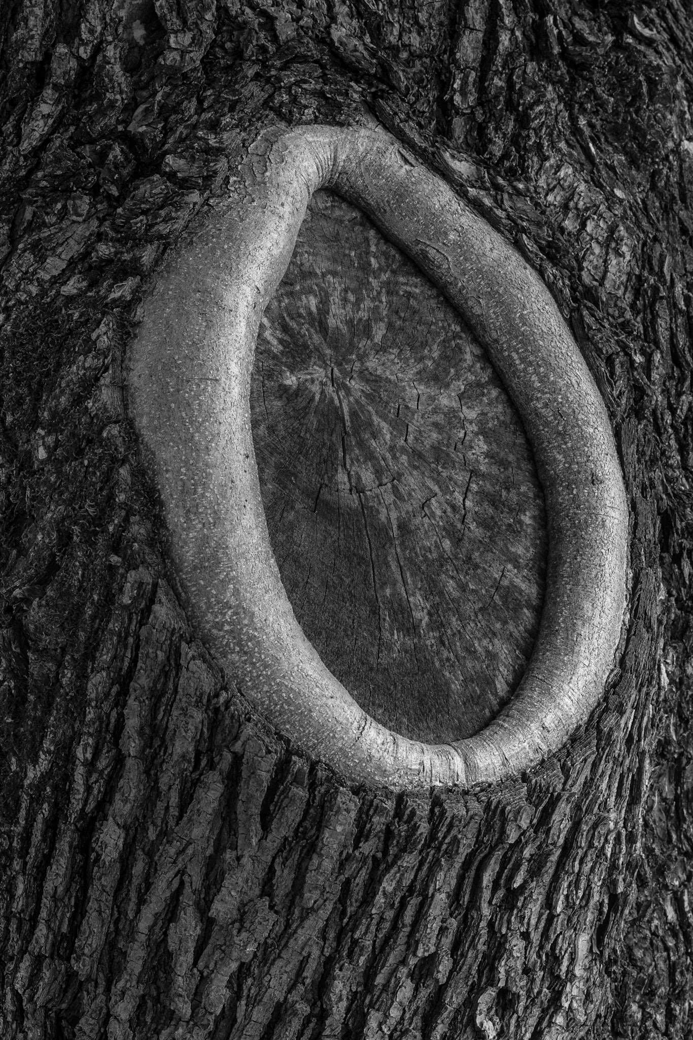 Oak Detail, Stone Mountain Georgia 2017