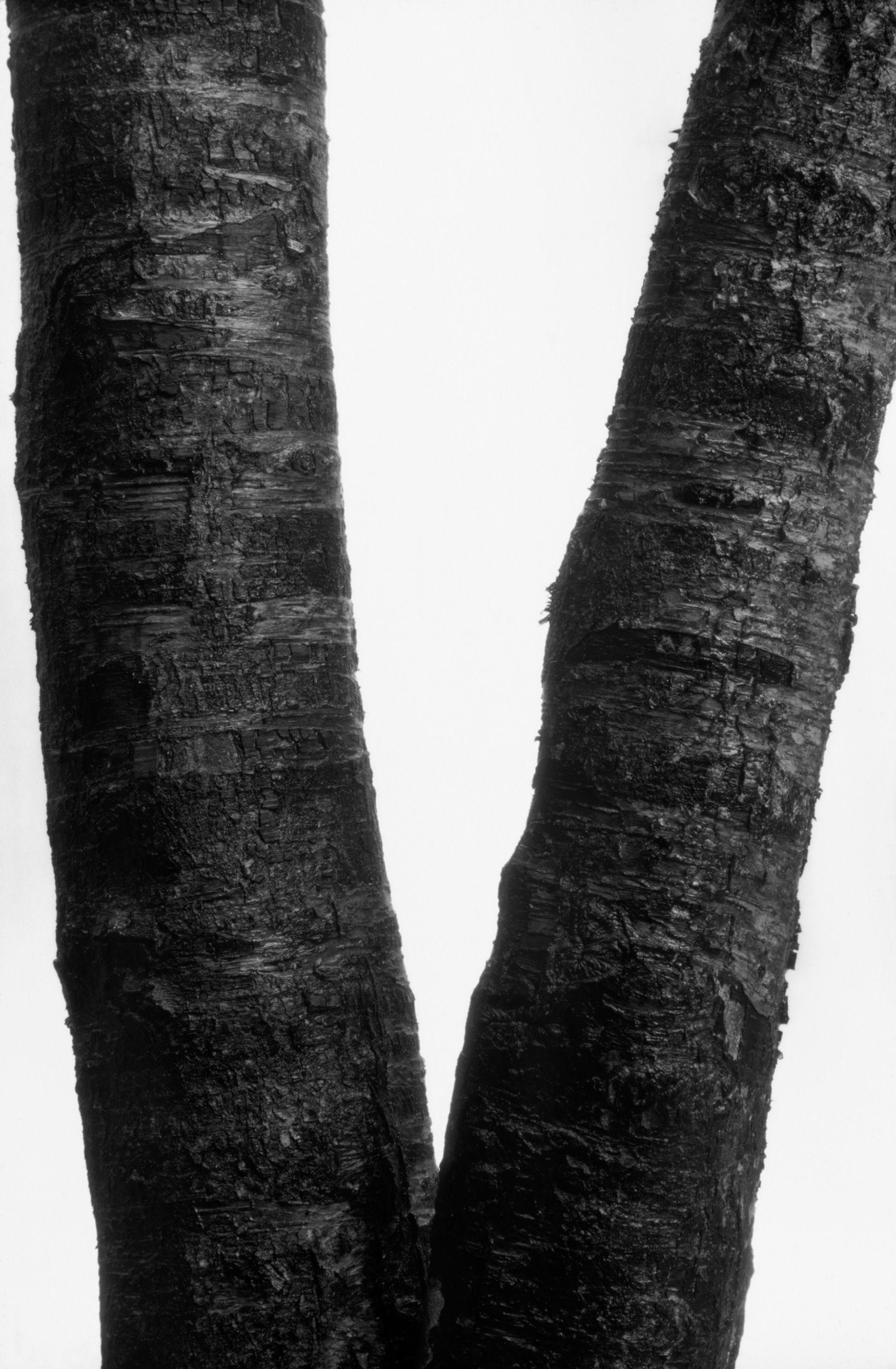 One Tree, Looking Glass Falls, North Carolina