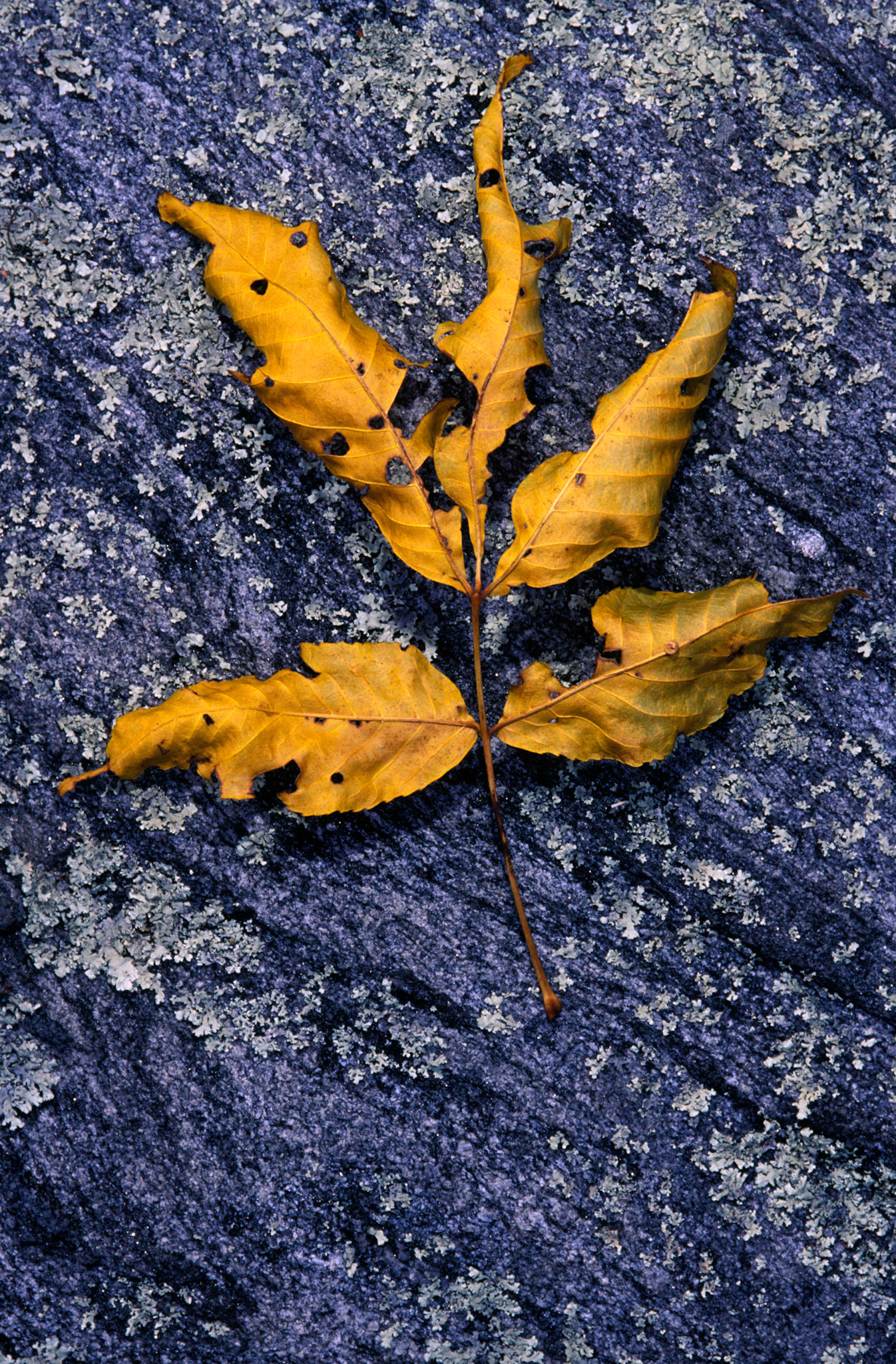 Solitary Leaf, 1992